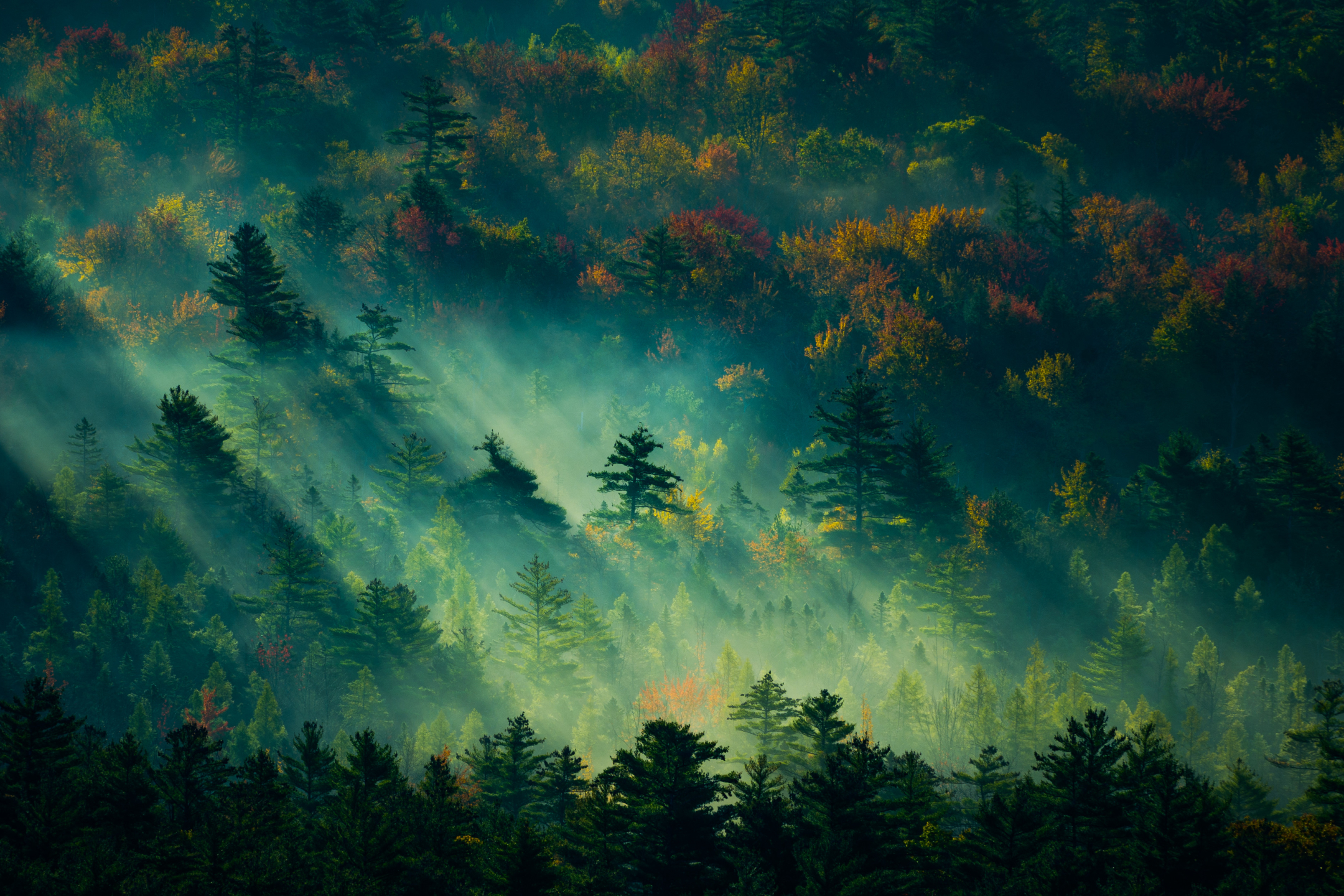 Free download wallpaper Forest, Fog, Earth, Morning, Sunlight on your PC desktop
