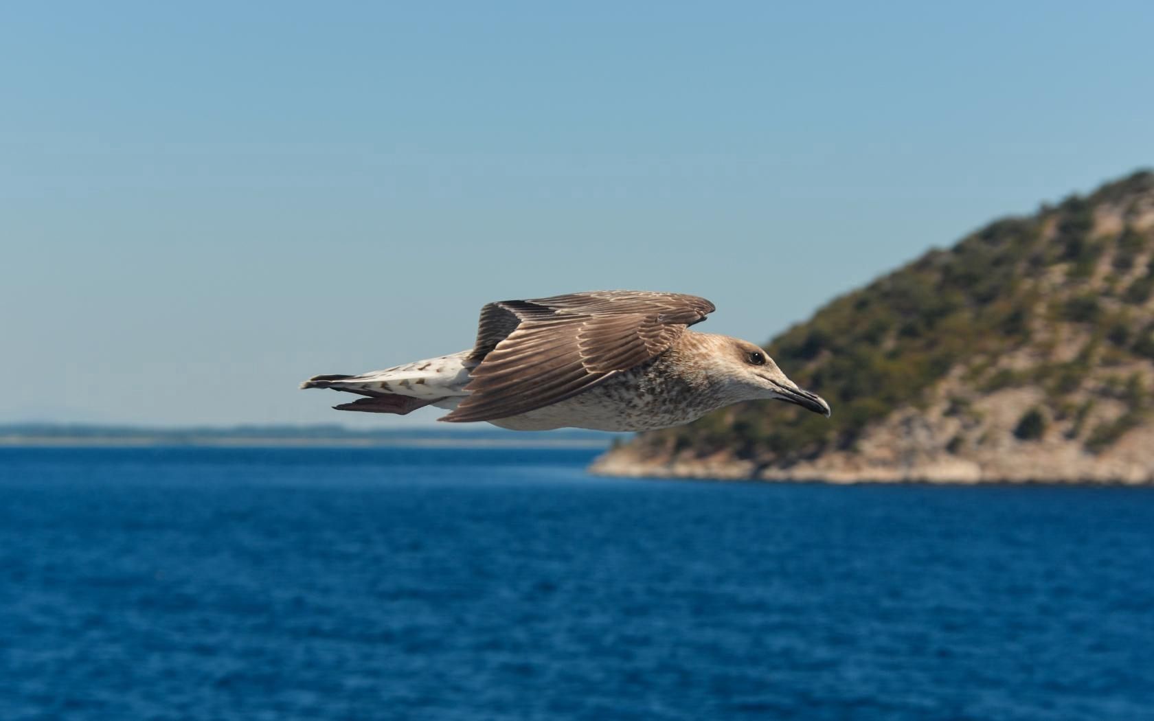 animals, sea, bird, flight, gull, seagull lock screen backgrounds
