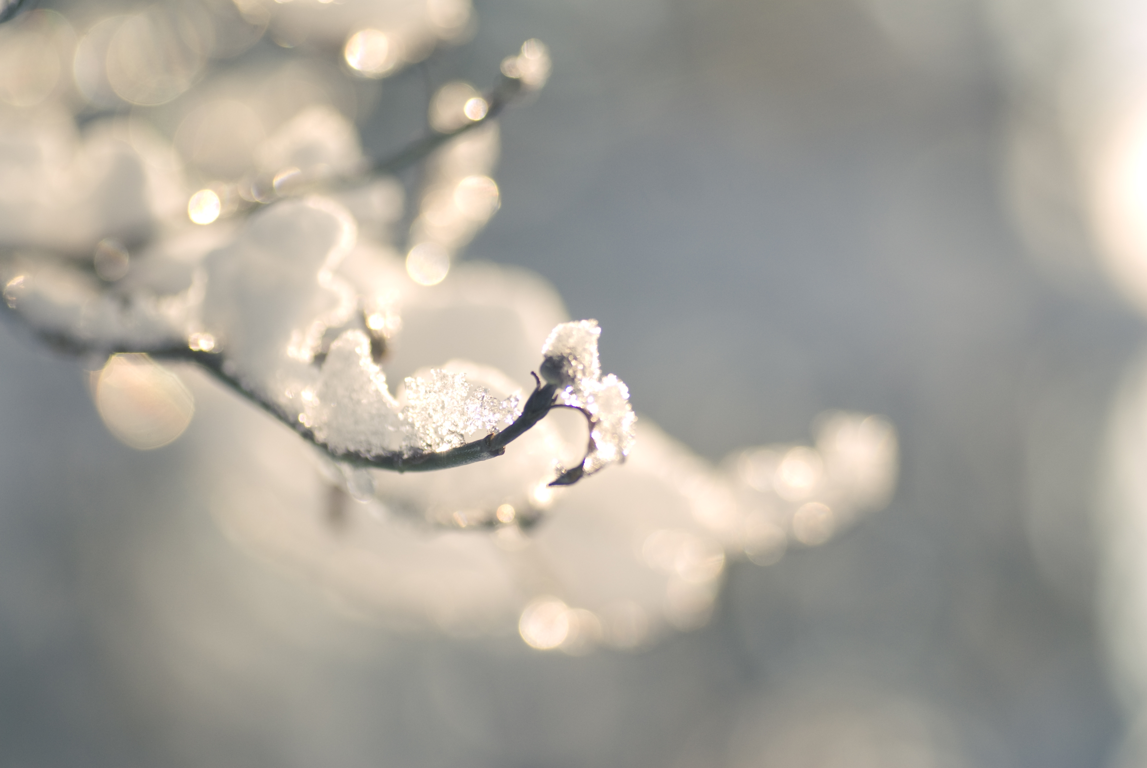 Download mobile wallpaper Branches, Snow, Winter, Macro, Ice for free.