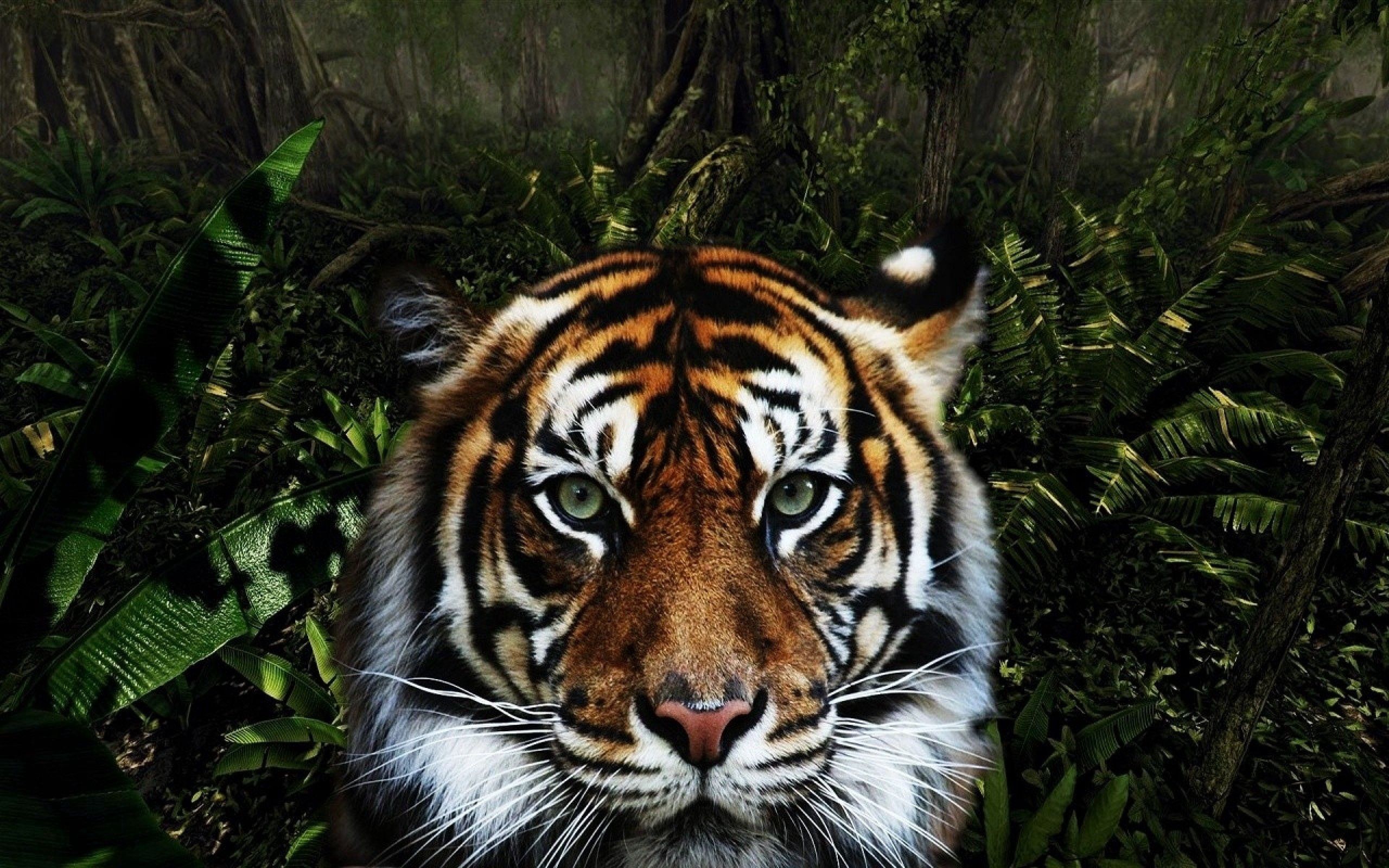 Free download wallpaper Muzzle, Striped, Animals, Predator, Big Cat, Tiger on your PC desktop