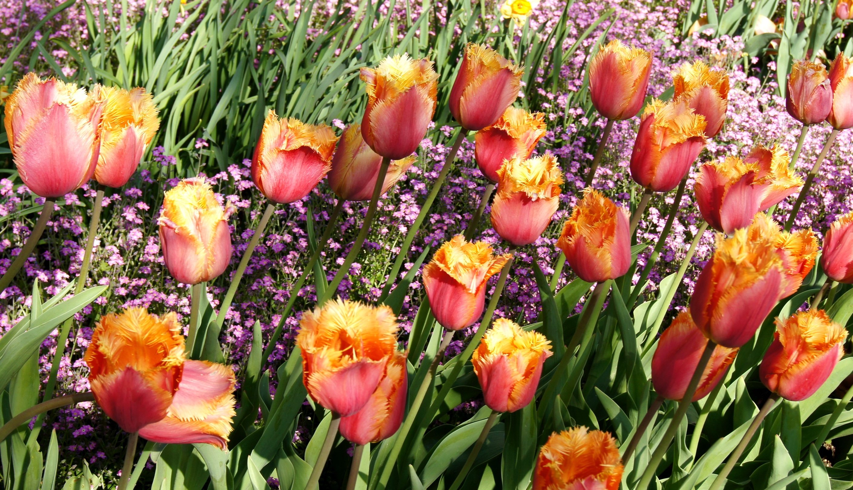 102573 baixar papel de parede flores, tulipas, beleza, canteiro de flores, primavera, terry - protetores de tela e imagens gratuitamente