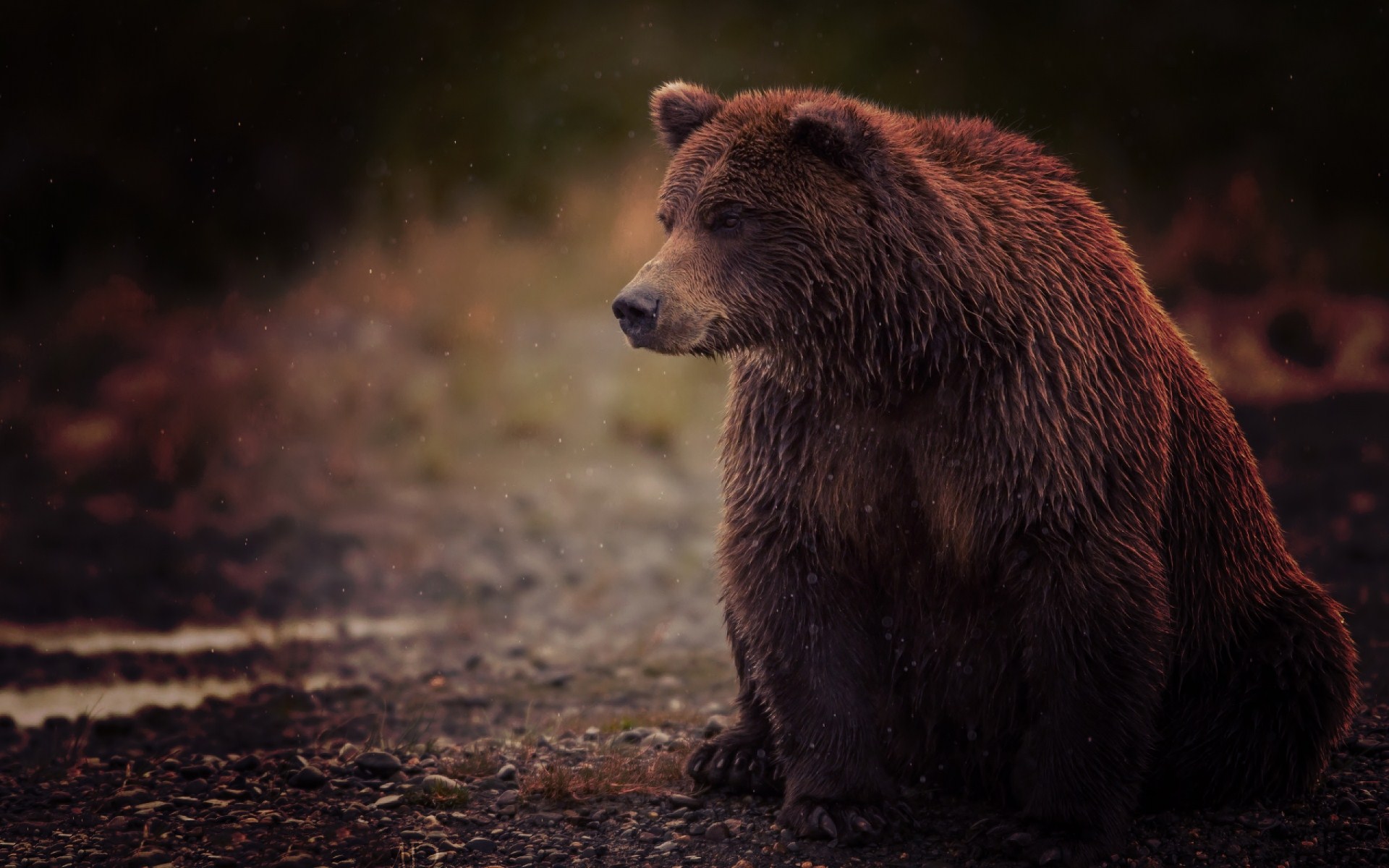 327138 baixar papel de parede animais, urso, ursos - protetores de tela e imagens gratuitamente