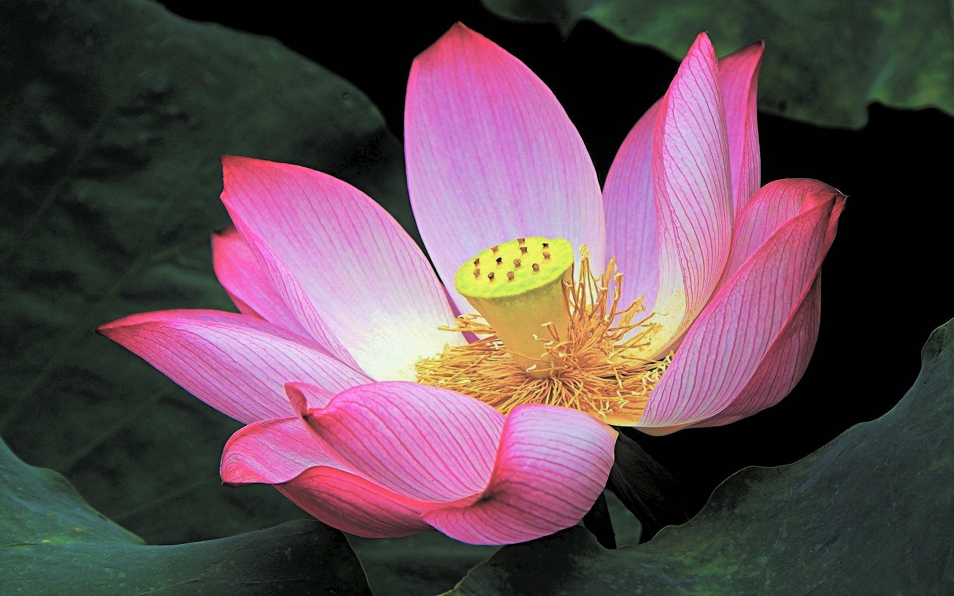 Laden Sie das Blumen, Lotus, Blume, Erde/natur, Pinke Blume-Bild kostenlos auf Ihren PC-Desktop herunter