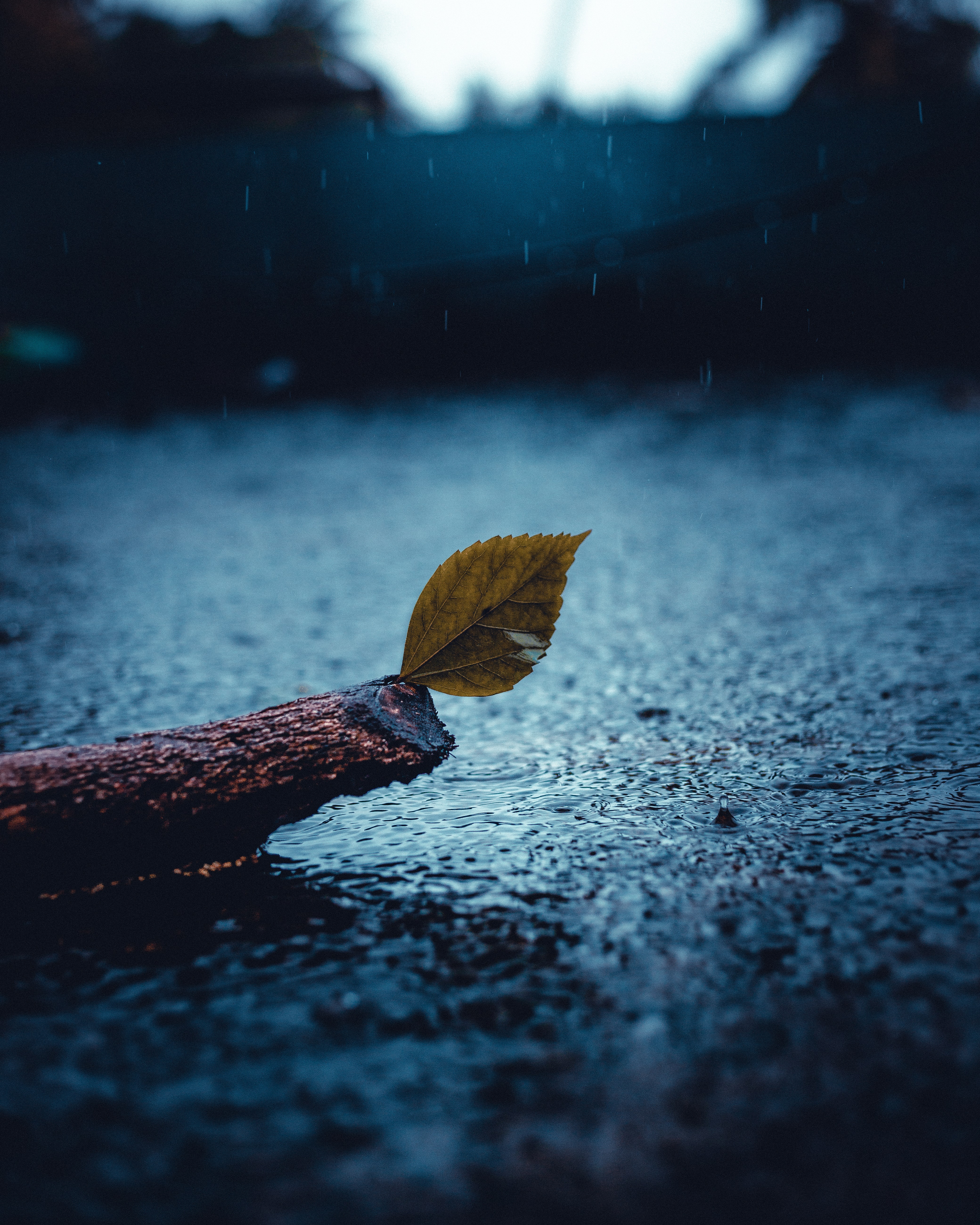 rain, sadness, sheet, nature, sorrow, leaf HD wallpaper