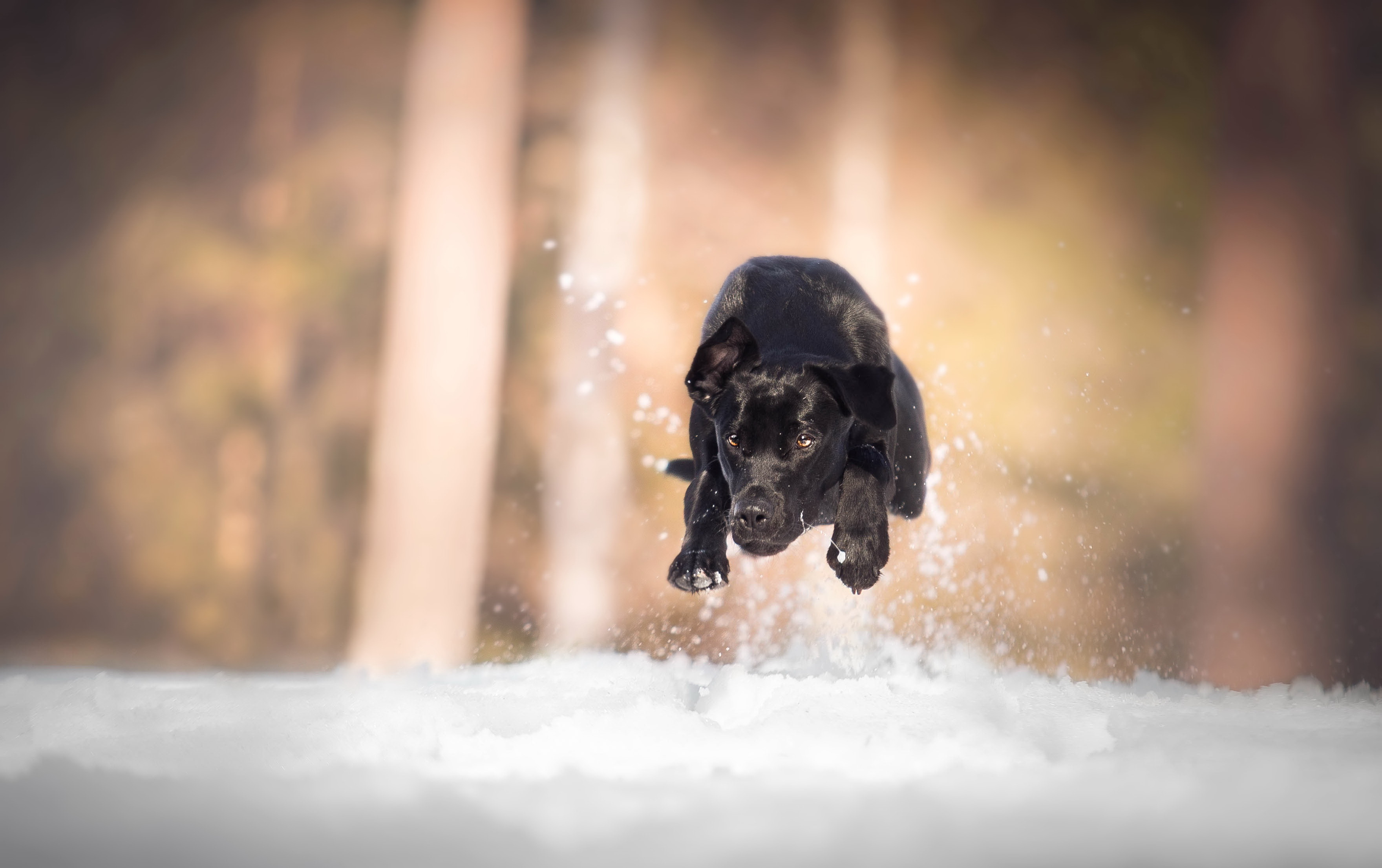 Download mobile wallpaper Dogs, Snow, Dog, Animal, Labrador, Depth Of Field for free.