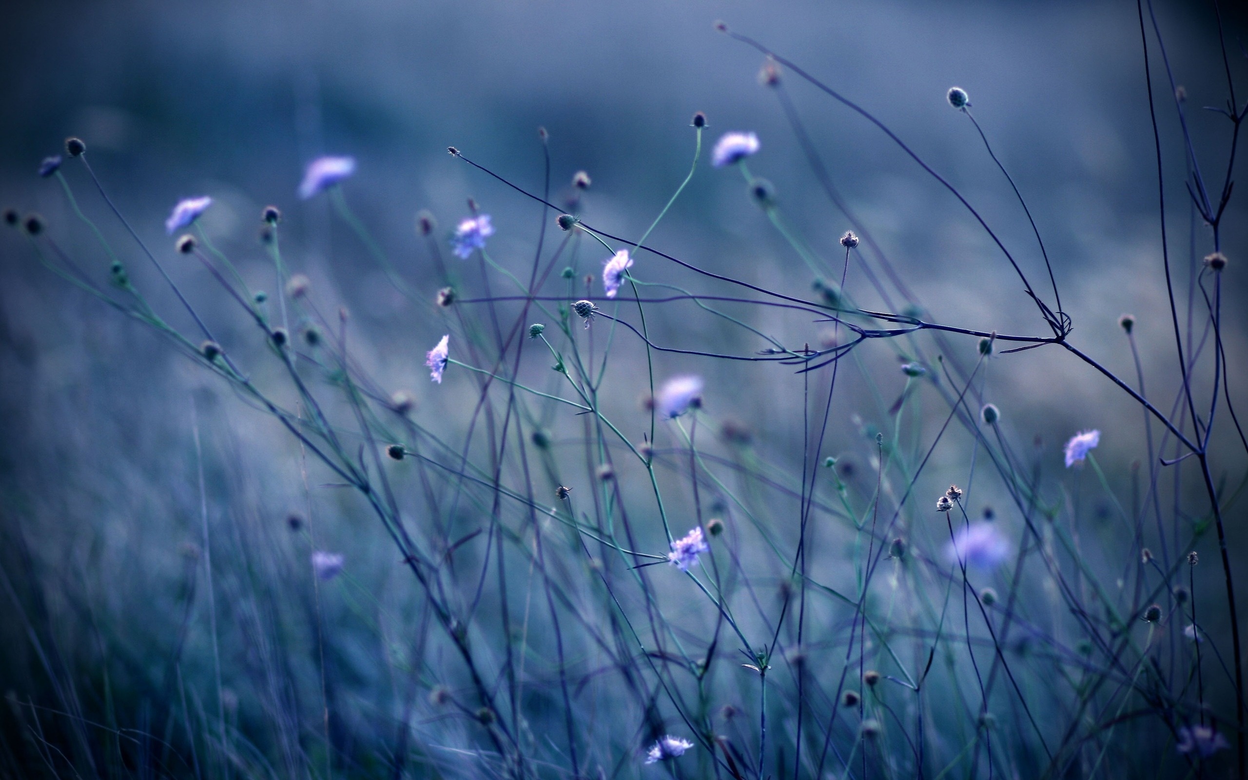 Téléchargez des papiers peints mobile Fleurs, Fleur, Terre/nature gratuitement.