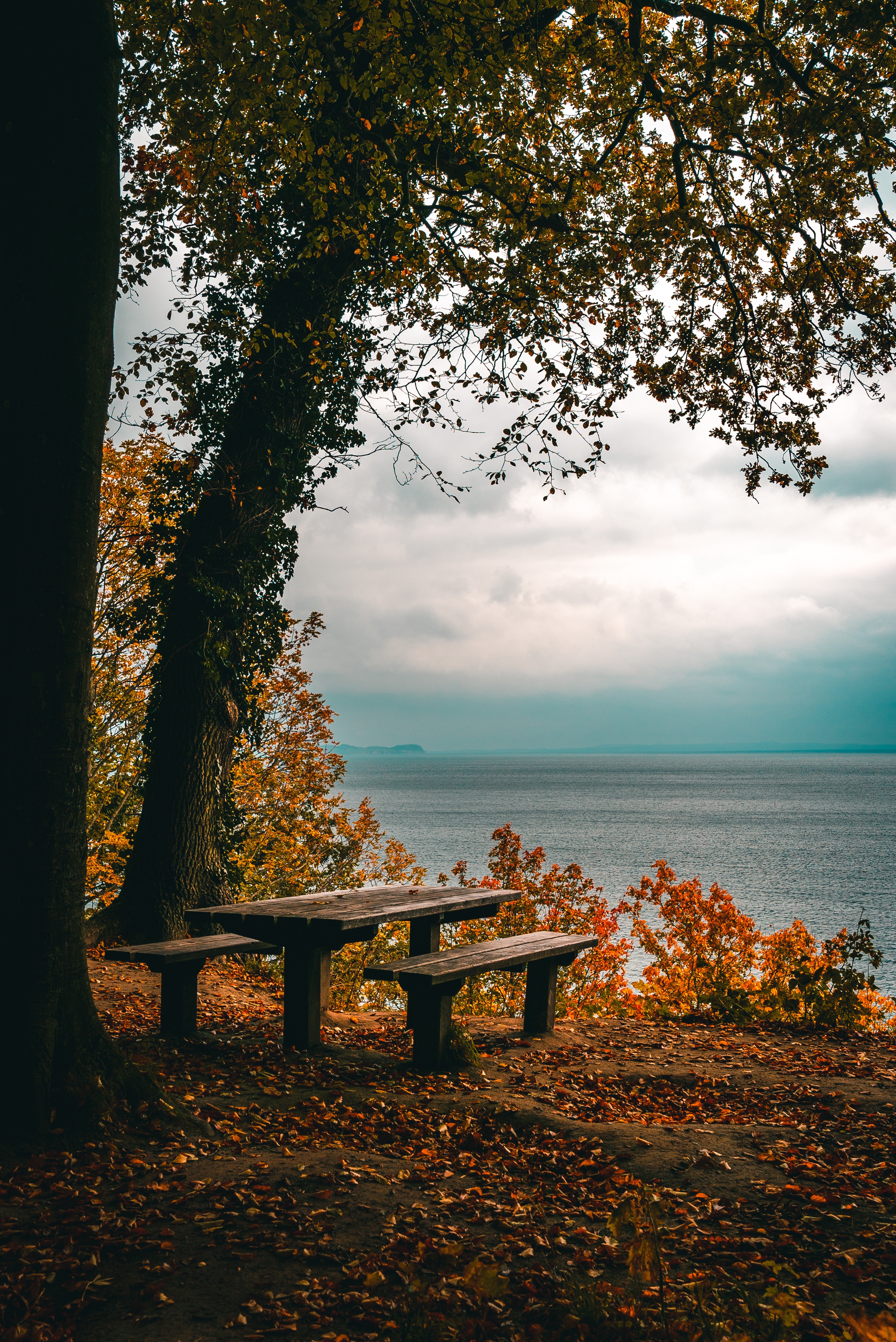 table, trees, autumn, foliage, nature, benches, sea, shore, bank