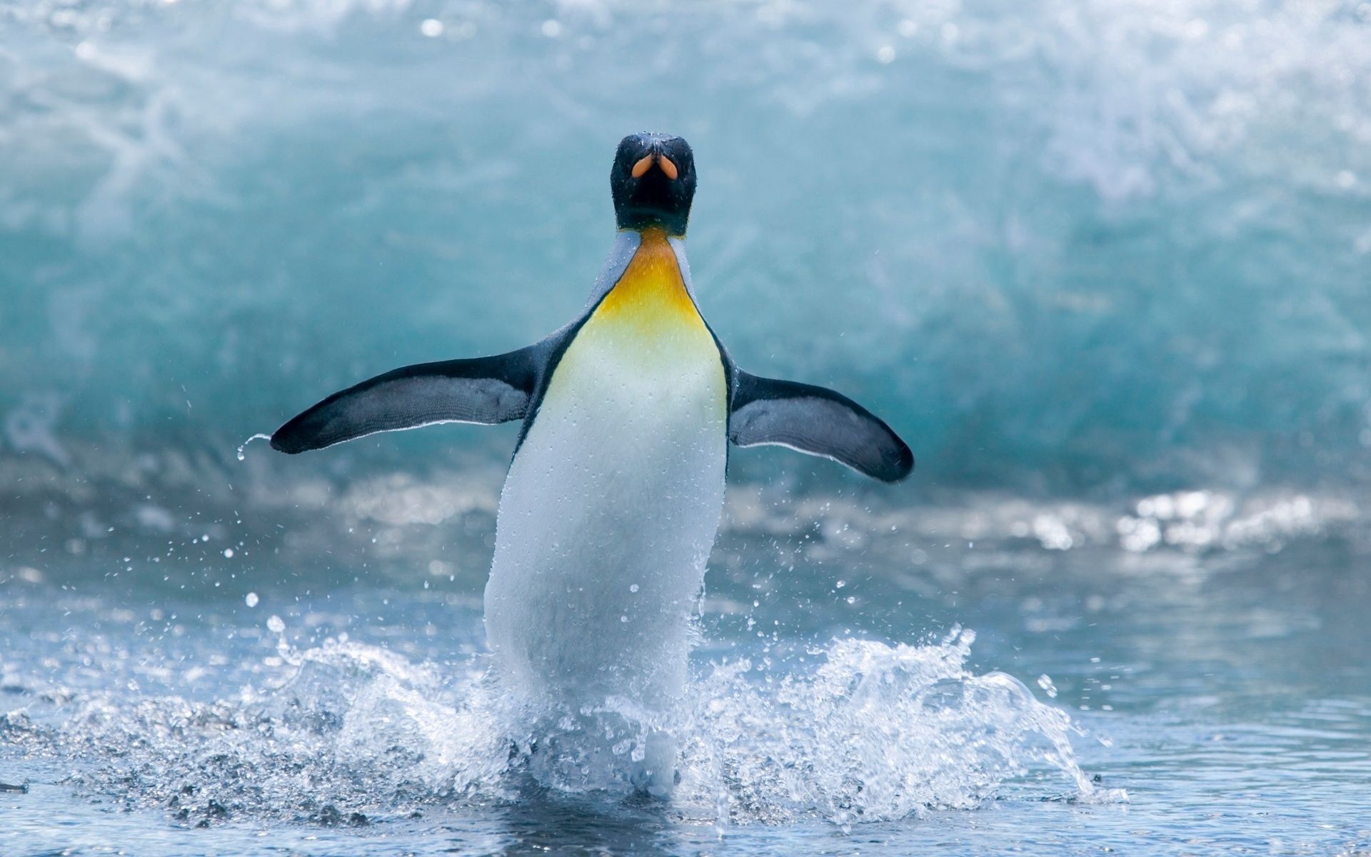 Скачать обои бесплатно Пингвин, Волна, Животные, Птица, Брызги картинка на рабочий стол ПК