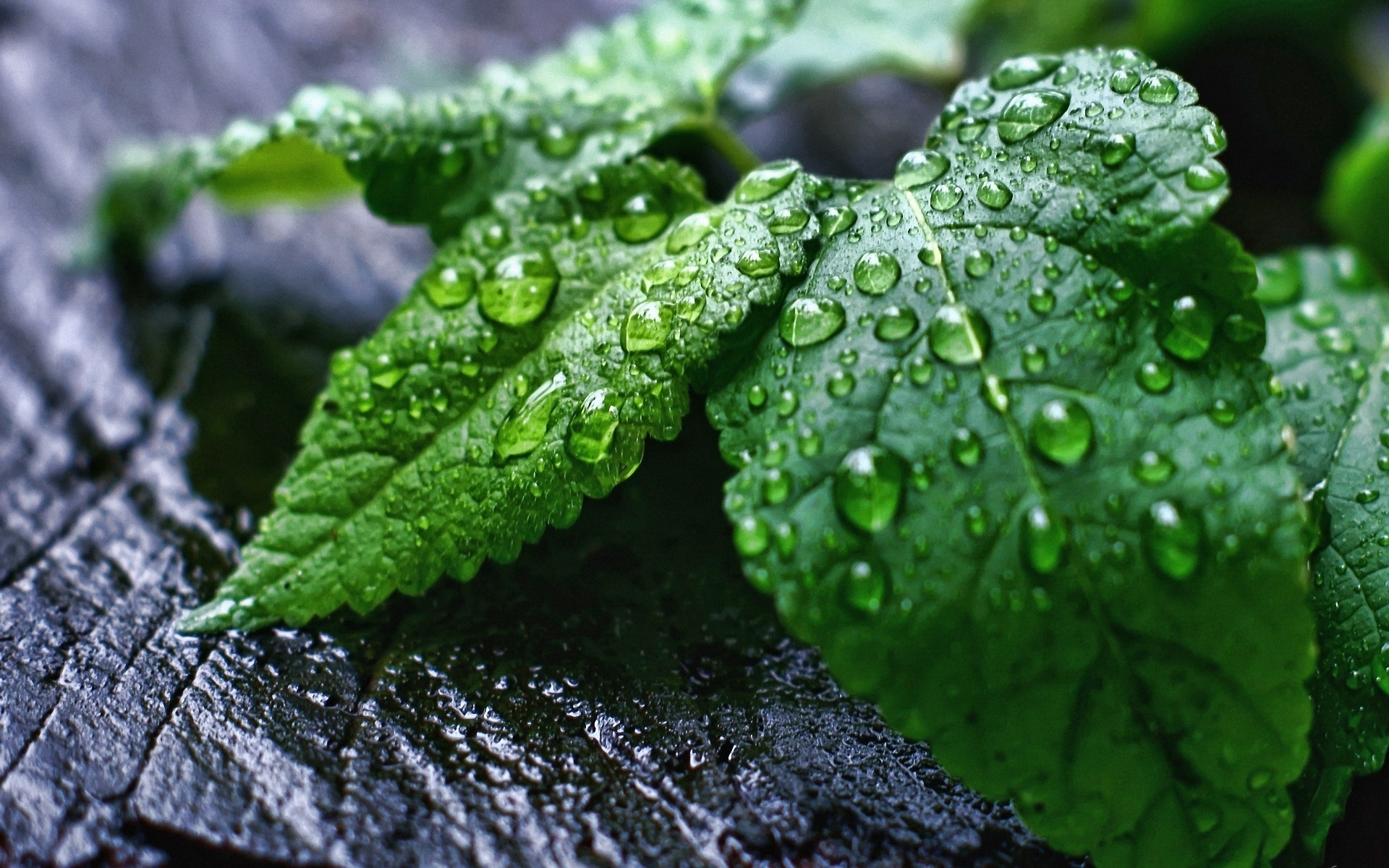 Téléchargez des papiers peints mobile Terre/nature, Goutte D'eau gratuitement.