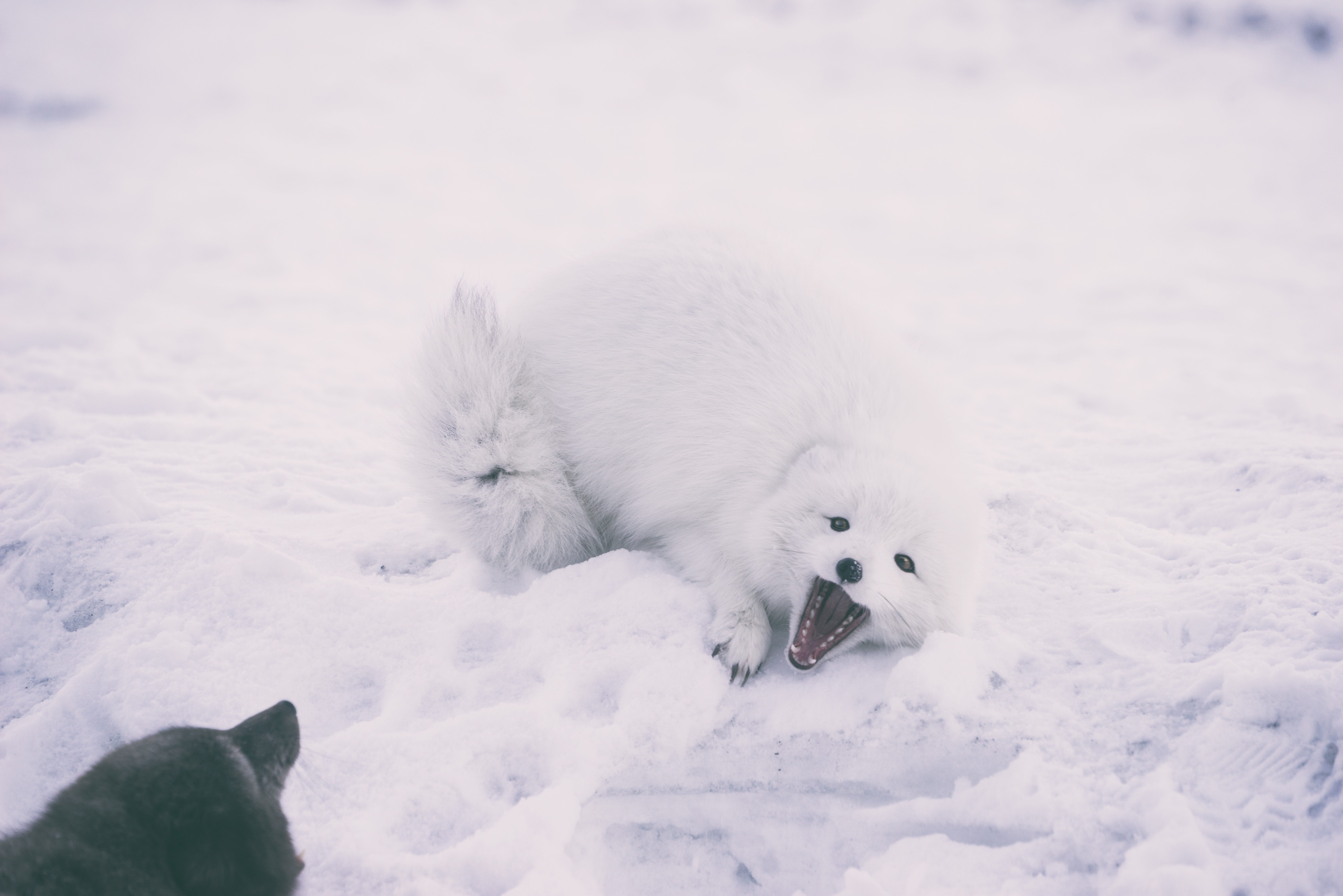 61395 скачать обои песец, животные, снег, игривый, арктическая лиса - заставки и картинки бесплатно