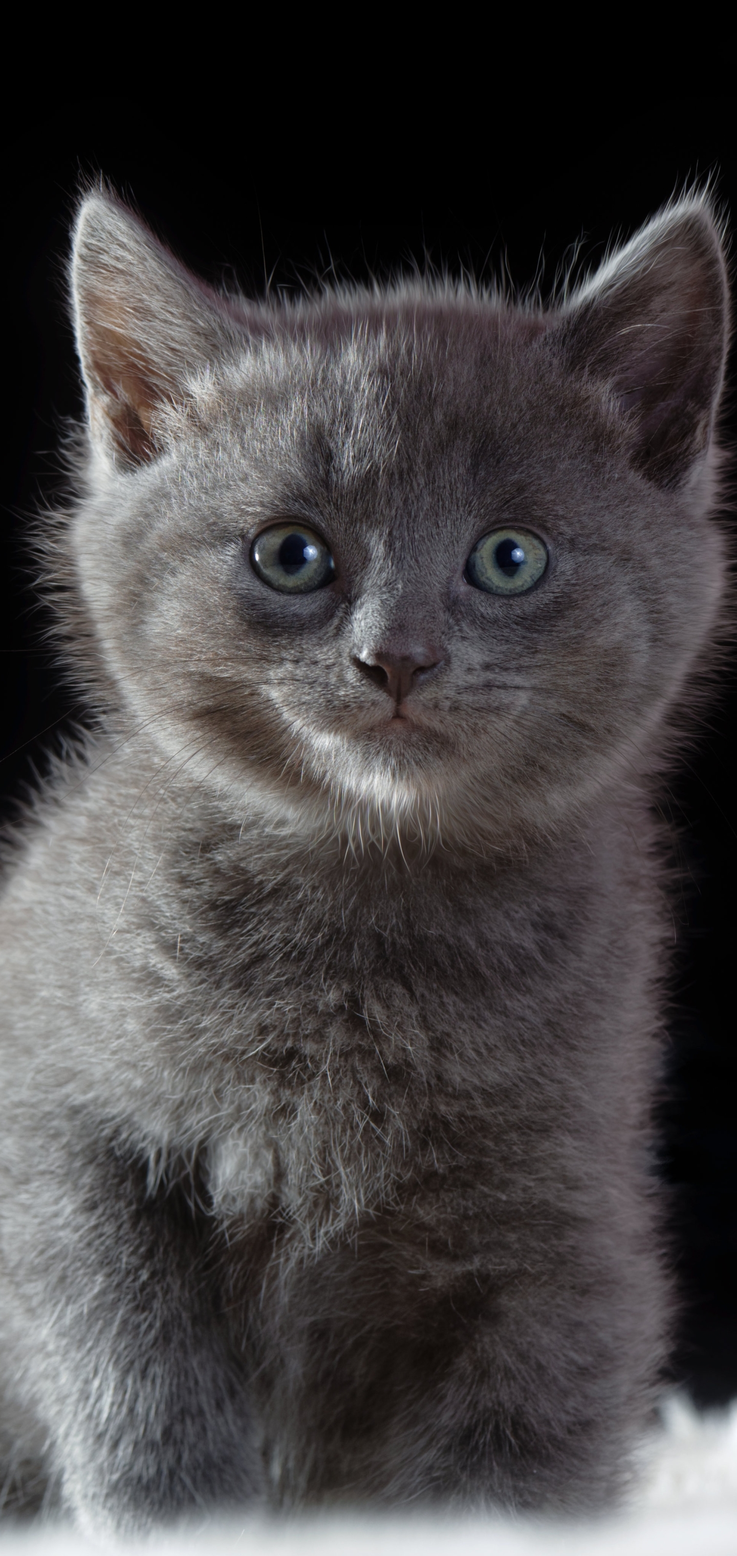 Download mobile wallpaper Cats, Cat, Kitten, Animal, Baby Animal for free.