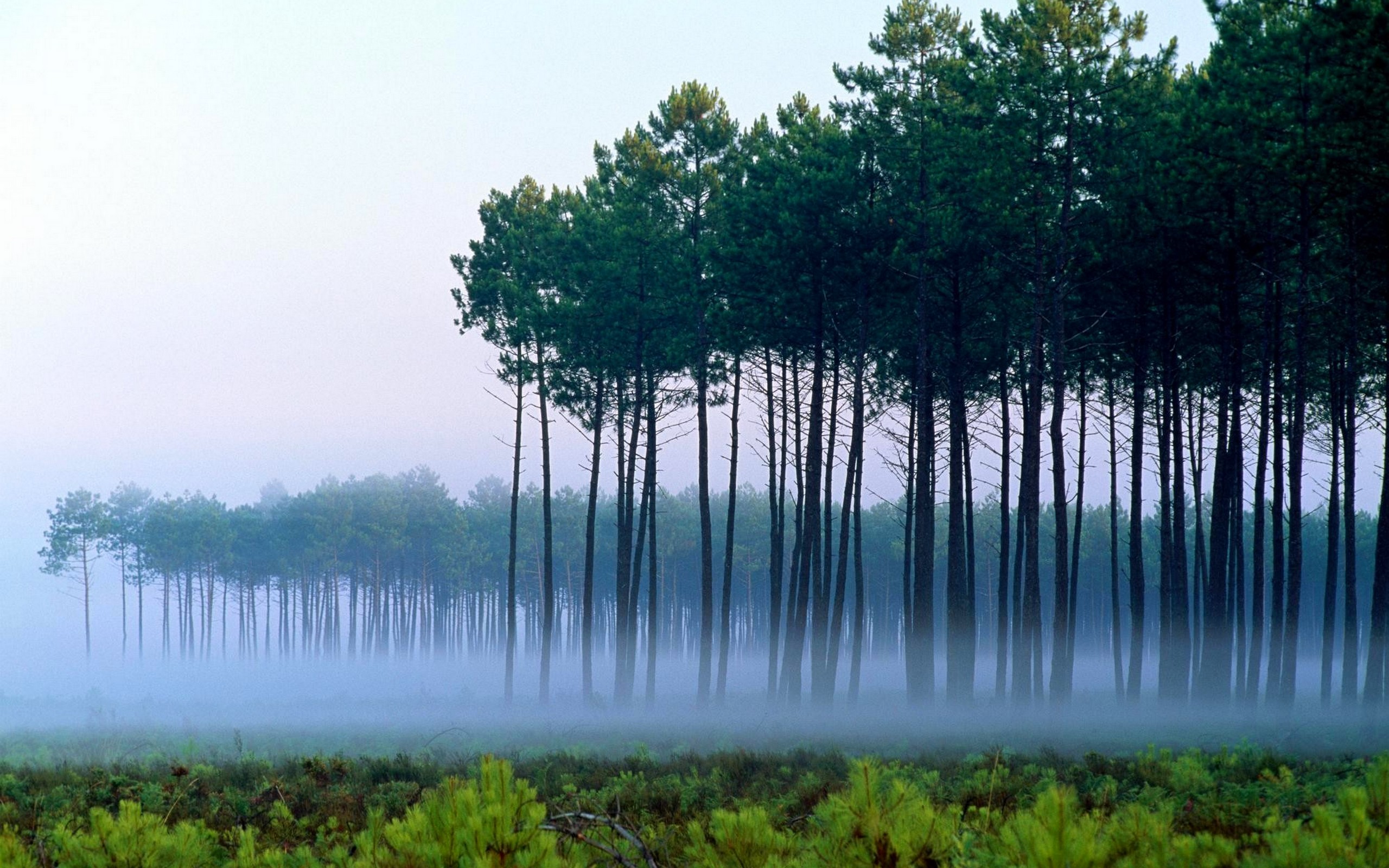 Téléchargez des papiers peints mobile Brouillard, Terre/nature gratuitement.