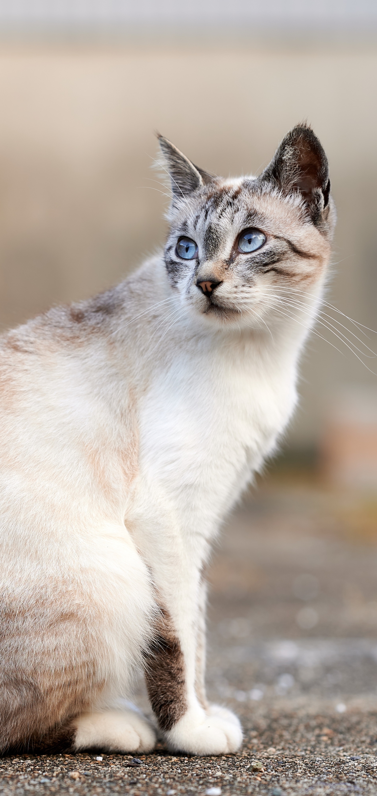 Handy-Wallpaper Tiere, Katzen, Katze, Tiefenschärfe kostenlos herunterladen.