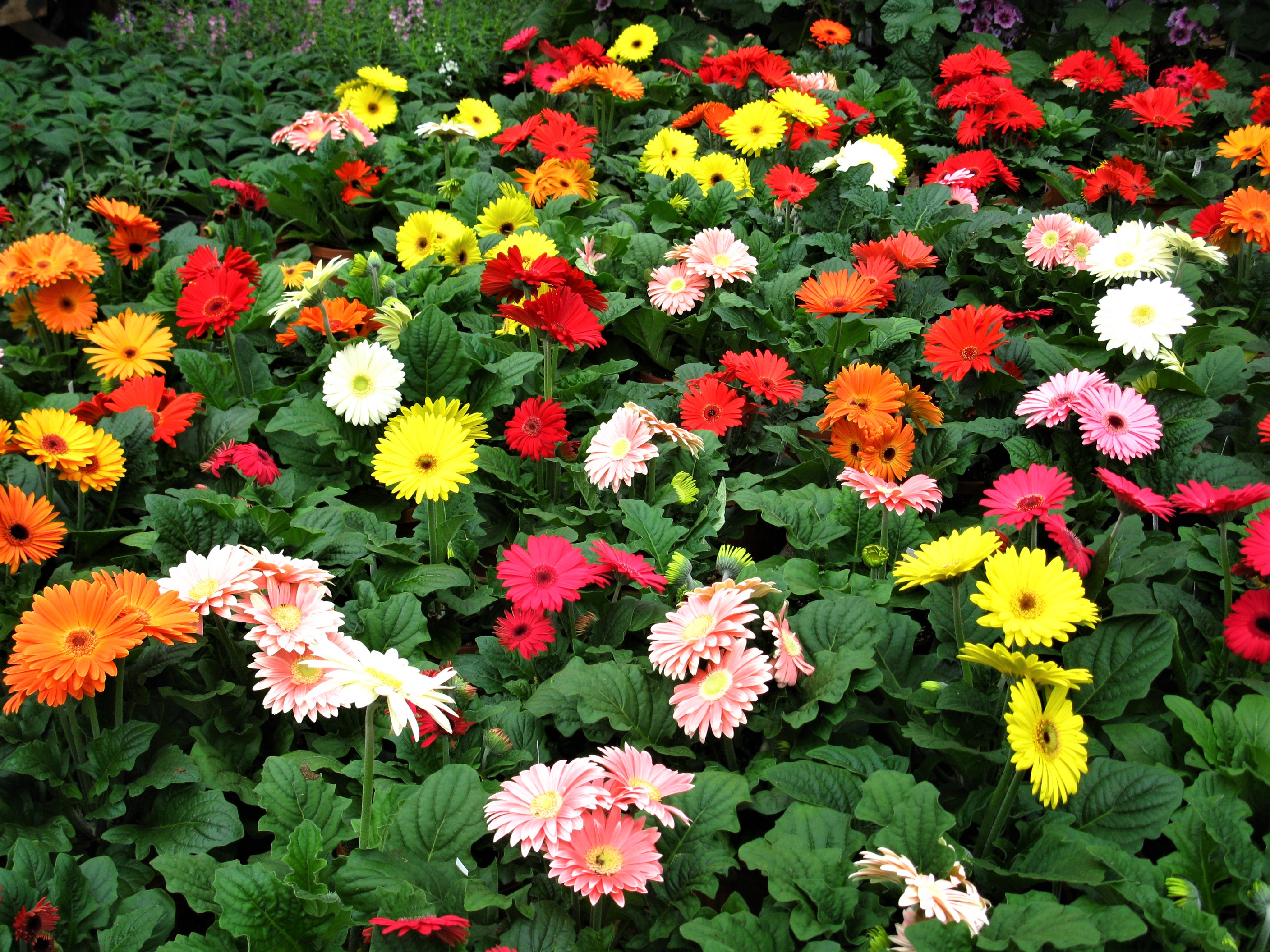 Free download wallpaper Flowers, Flower, Leaf, Earth, Field, Colorful, Gerbera on your PC desktop