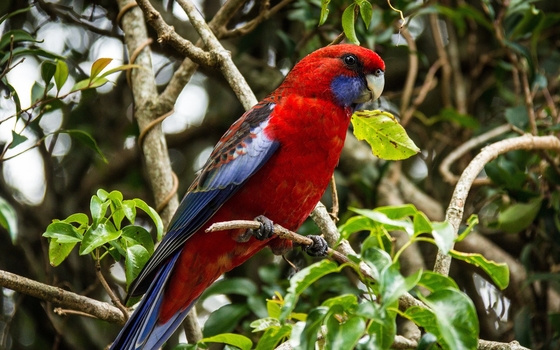 Download mobile wallpaper Rosella, Crimson Rosella, Birds, Animal for free.