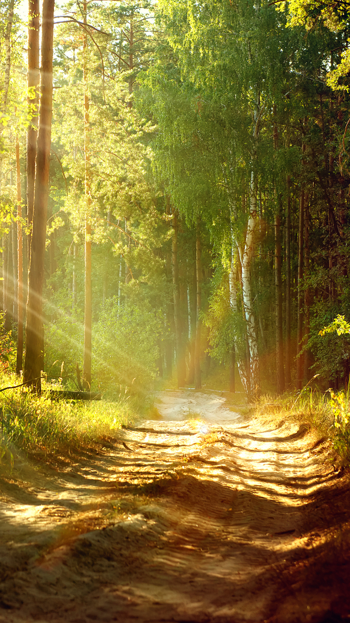 Download mobile wallpaper Nature, Sun, Summer, Road, Forest, Earth, Path, Sunbeam, Sunbean for free.