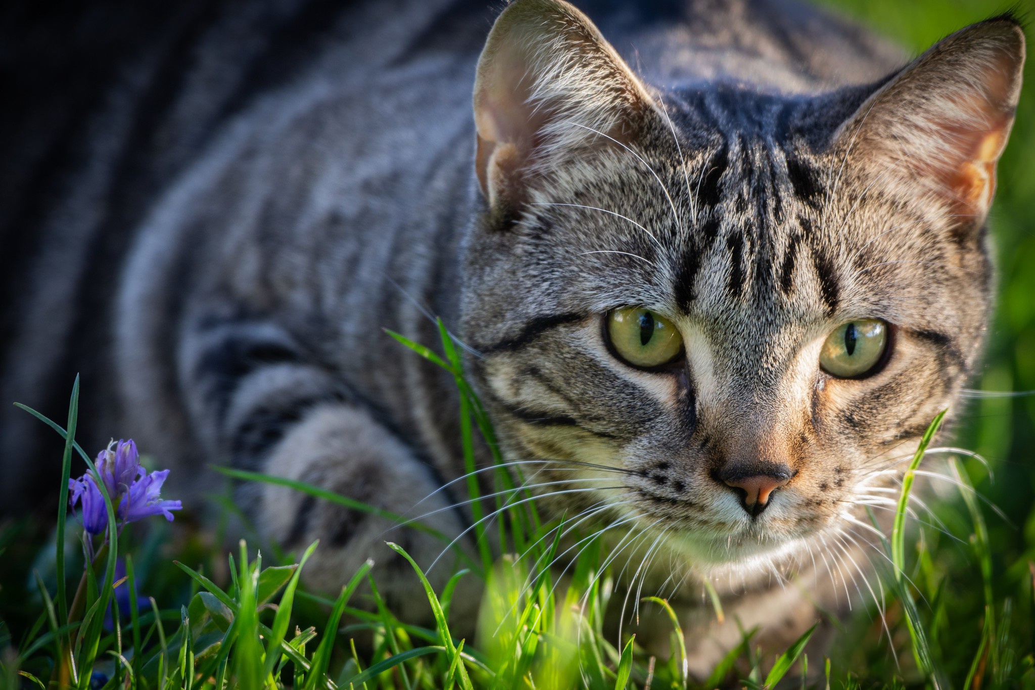 Descarga gratuita de fondo de pantalla para móvil de Gato, Gatos, Animales.