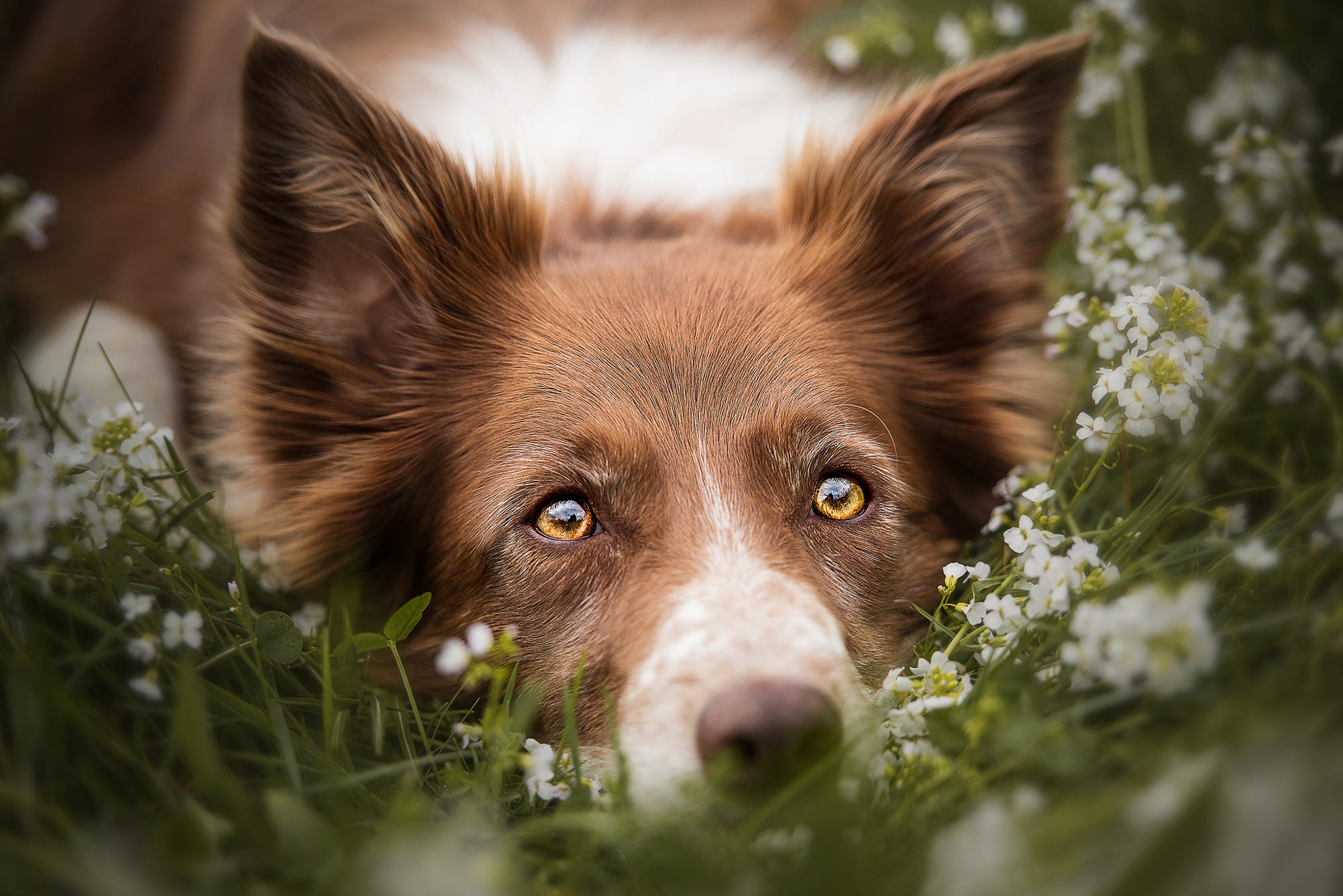 Download mobile wallpaper Dogs, Dog, Animal, Border Collie, Stare for free.
