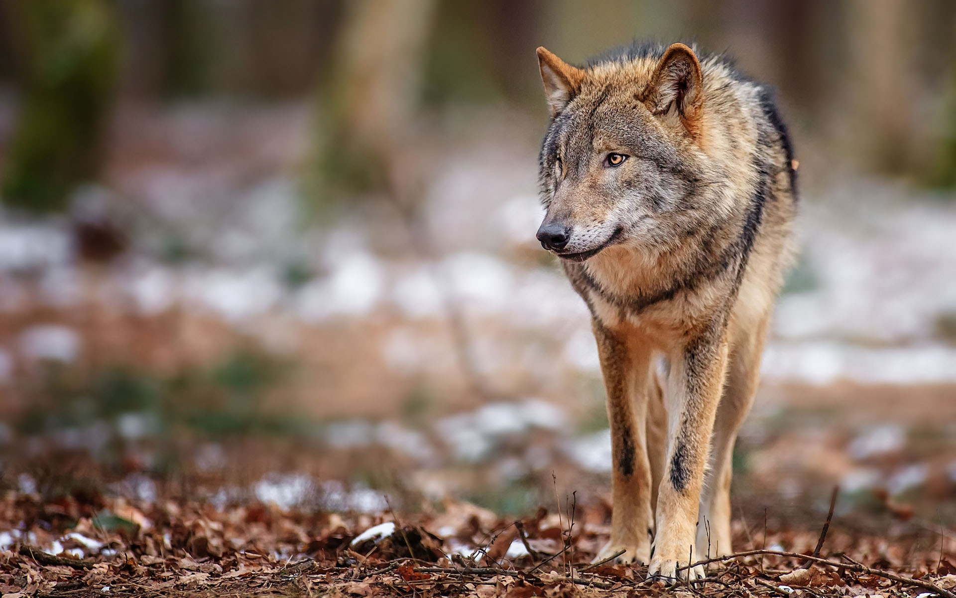 301268 descargar fondo de pantalla animales, lobo, wolves: protectores de pantalla e imágenes gratis