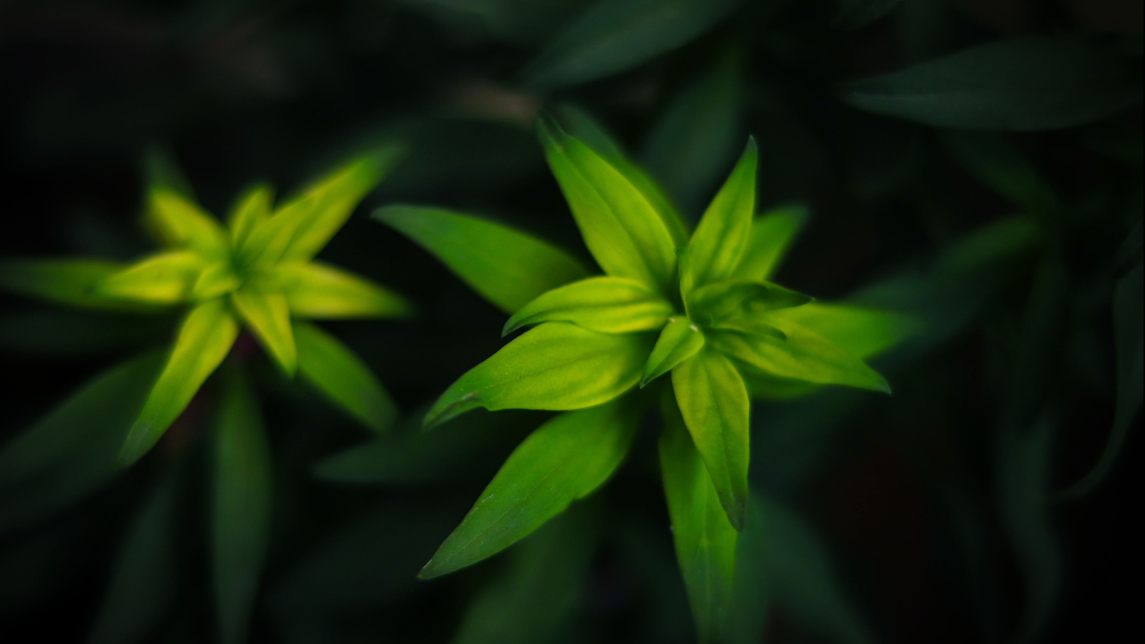 Free download wallpaper Plant, Leaf, Earth, Greenery on your PC desktop