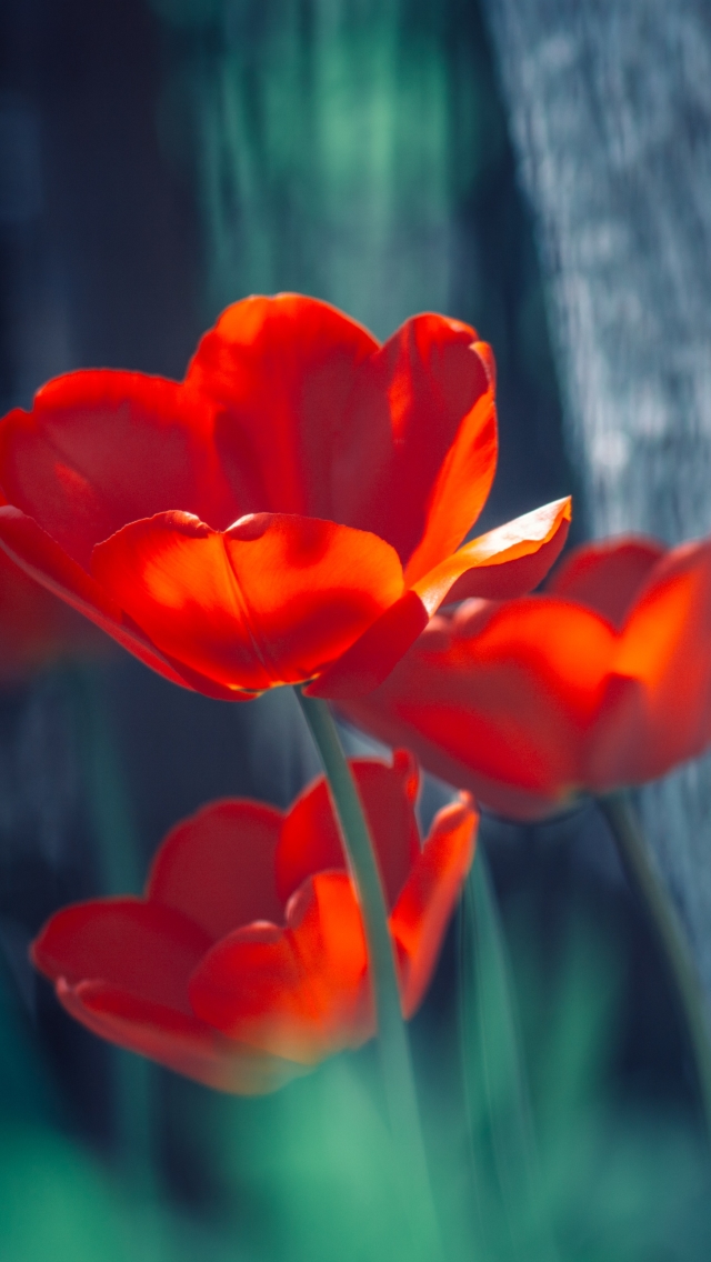 Handy-Wallpaper Natur, Blumen, Blume, Tulpe, Rote Blume, Erde/natur kostenlos herunterladen.