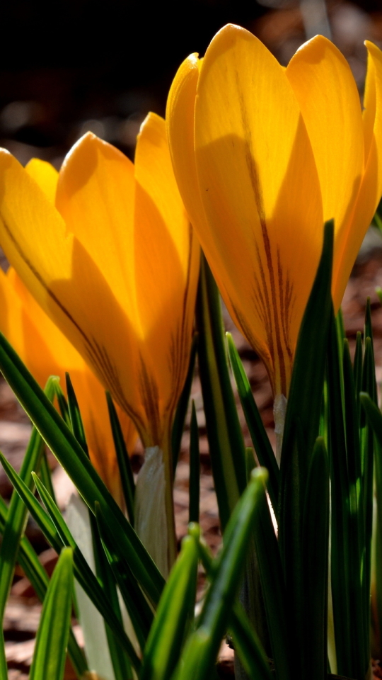 Handy-Wallpaper Blumen, Blume, Krokus, Erde/natur kostenlos herunterladen.