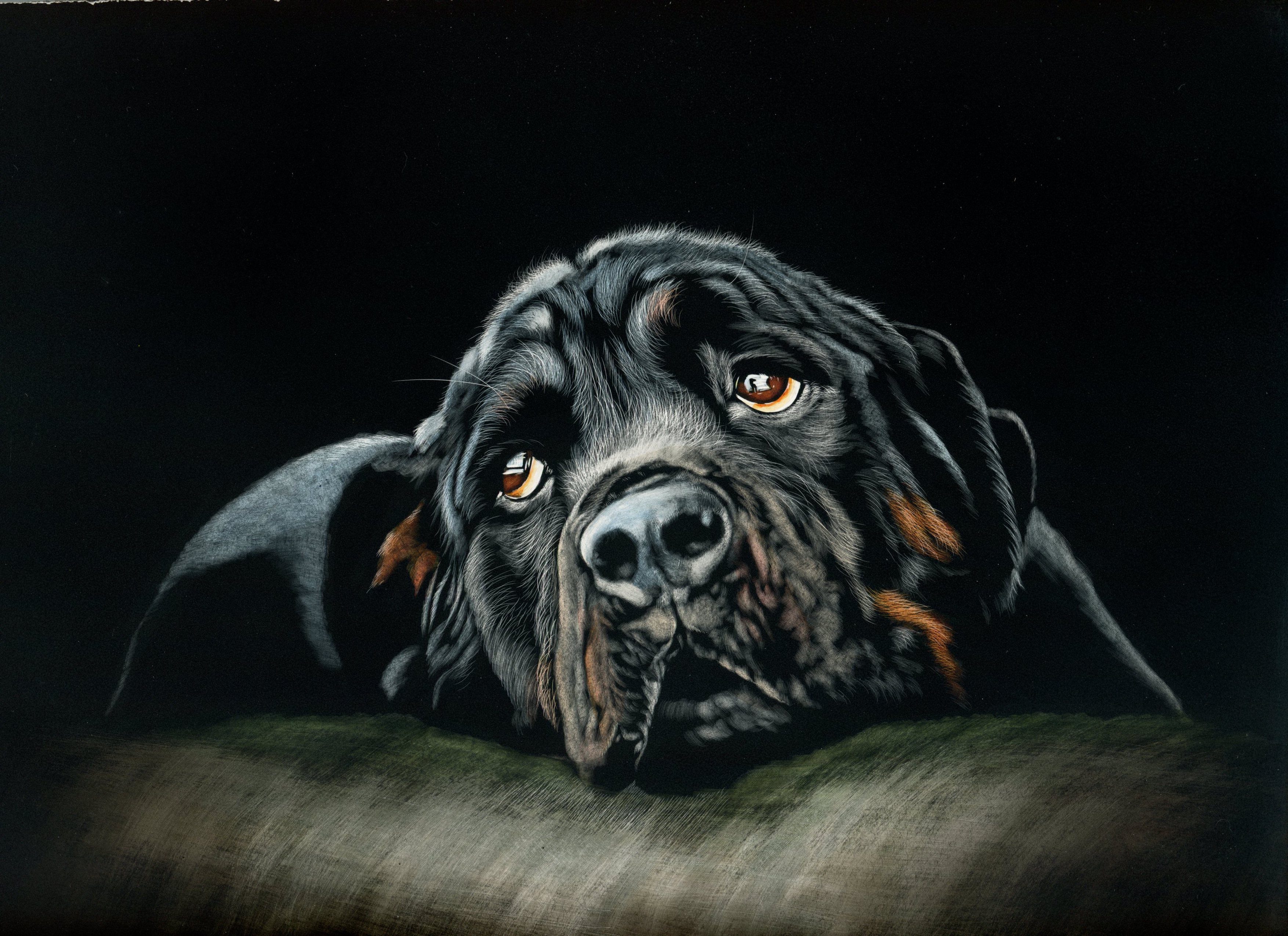 rottweiler, art, black, dog