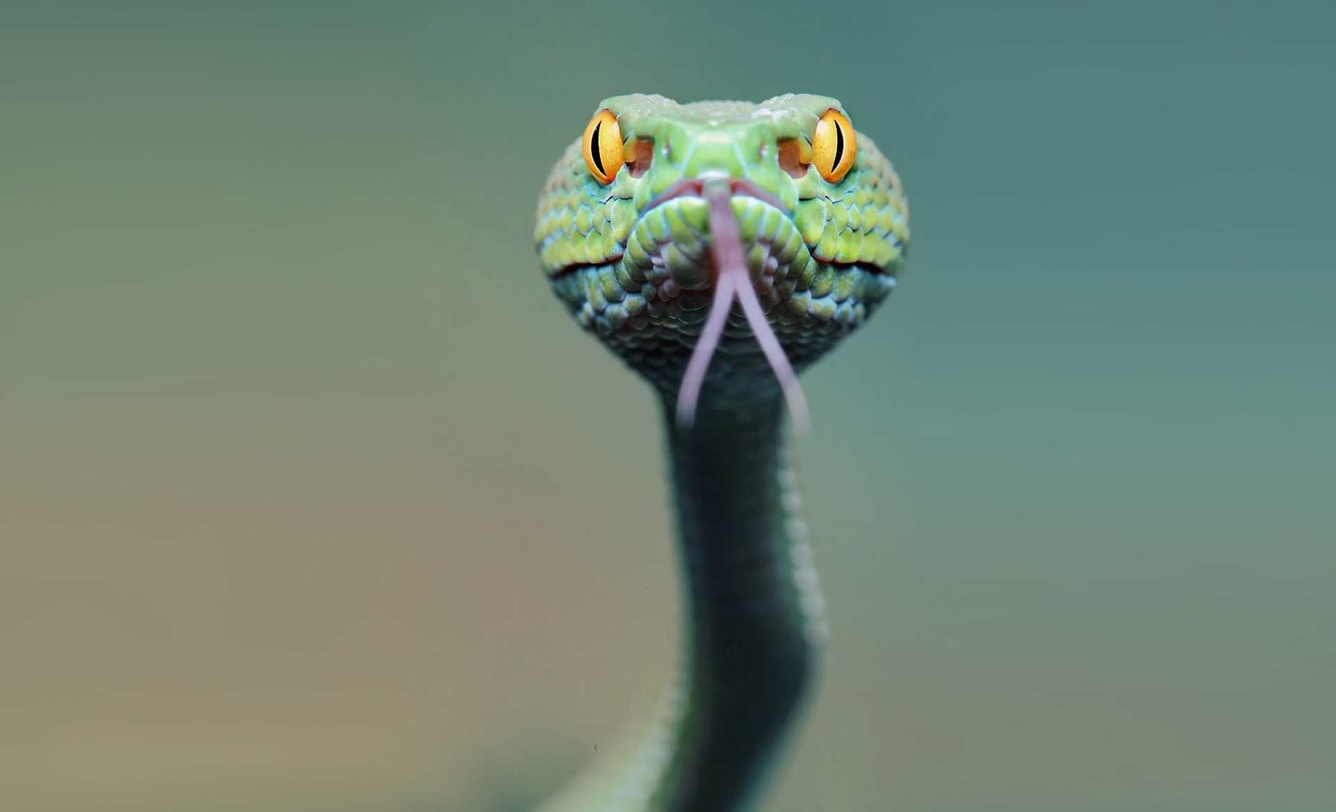 82297 télécharger l'image serpent, animaux, museau, muselière, langue - fonds d'écran et économiseurs d'écran gratuits