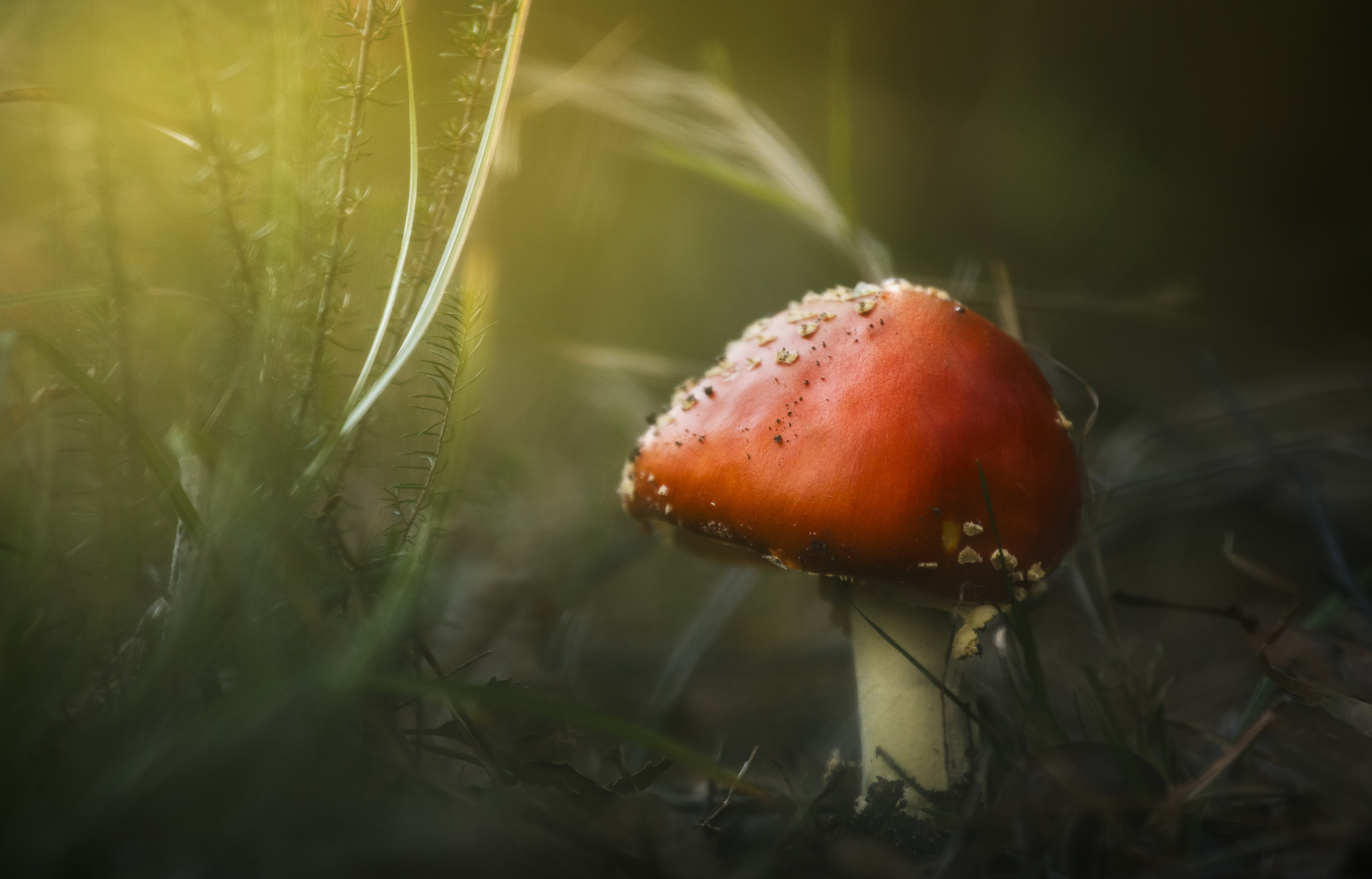 Téléchargez des papiers peints mobile Fermer, Champignon, La Nature, Terre/nature gratuitement.