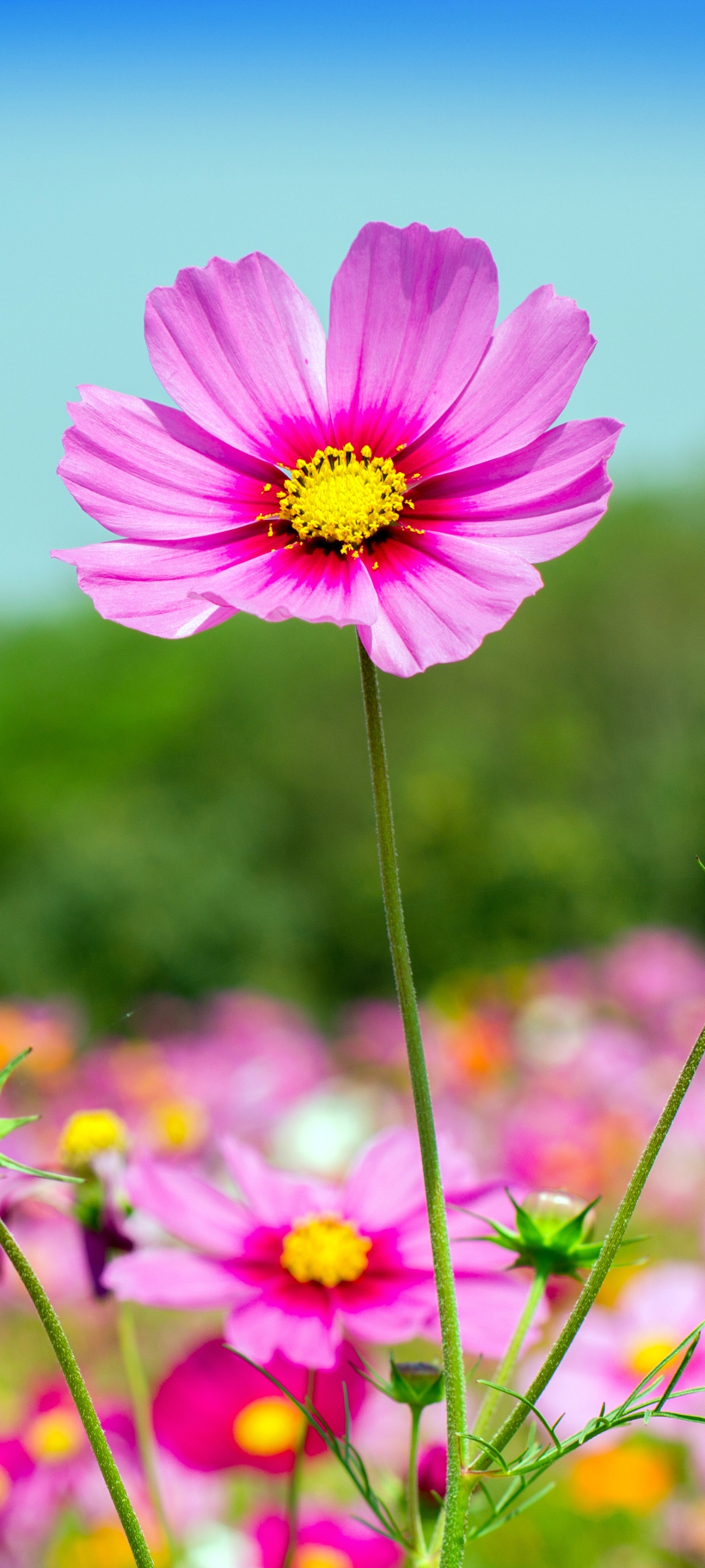 Free download wallpaper Nature, Flowers, Earth, Cosmos, Pink Flower on your PC desktop