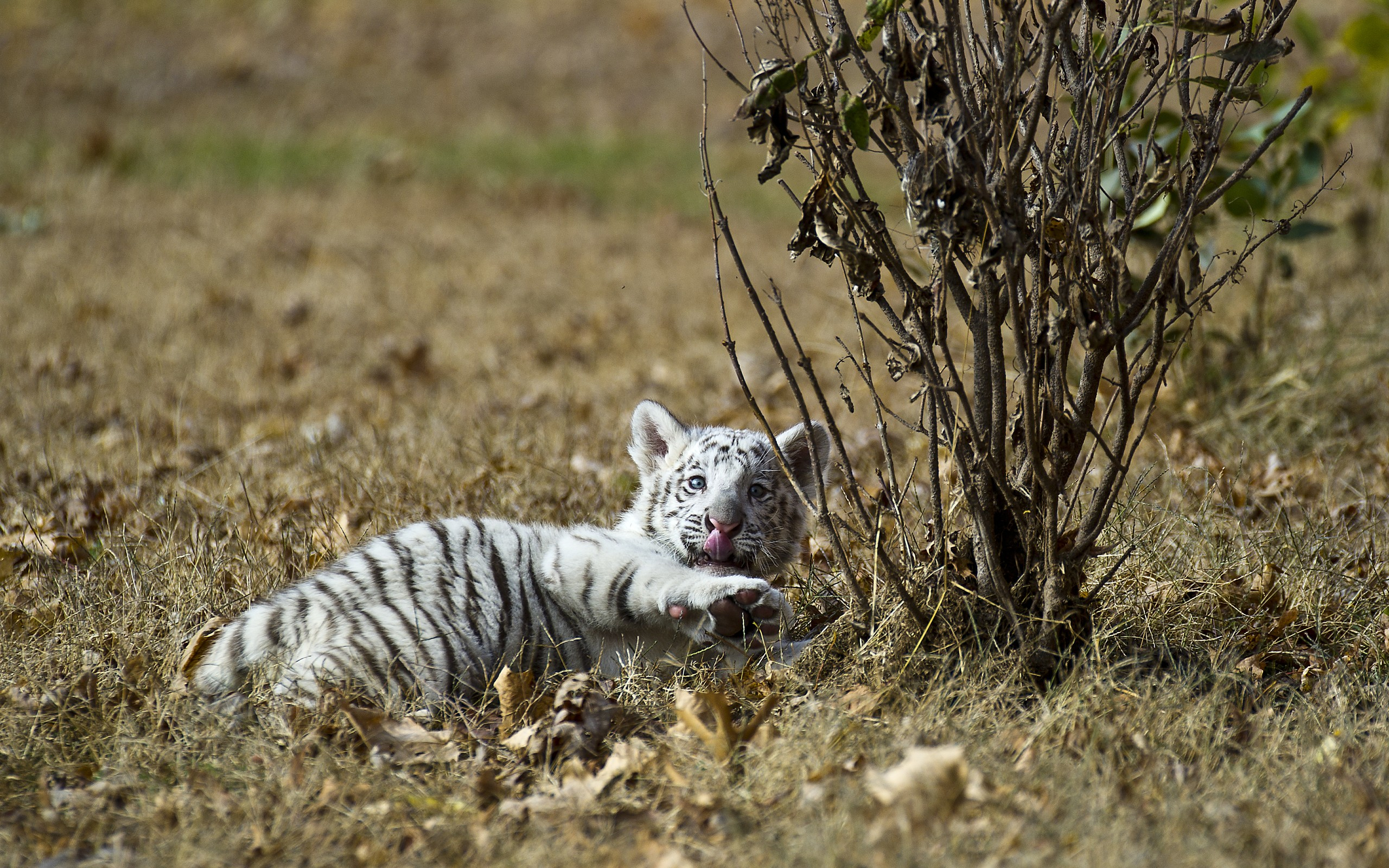 Téléchargez gratuitement l'image Animaux, Chats, Tigre Blanc sur le bureau de votre PC