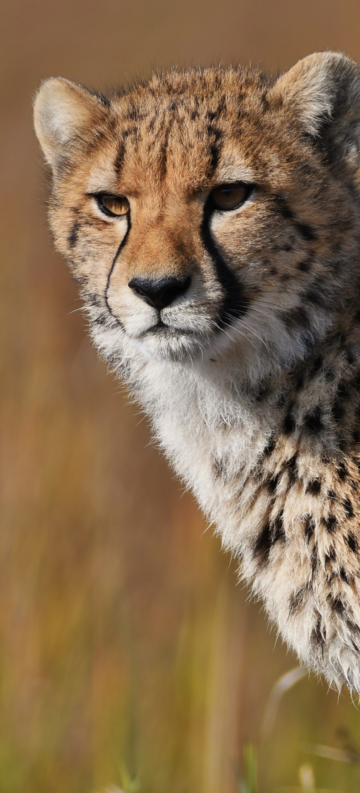 Handy-Wallpaper Tiere, Katzen, Gepard, Afrika, Botswana, Okavango Delta kostenlos herunterladen.