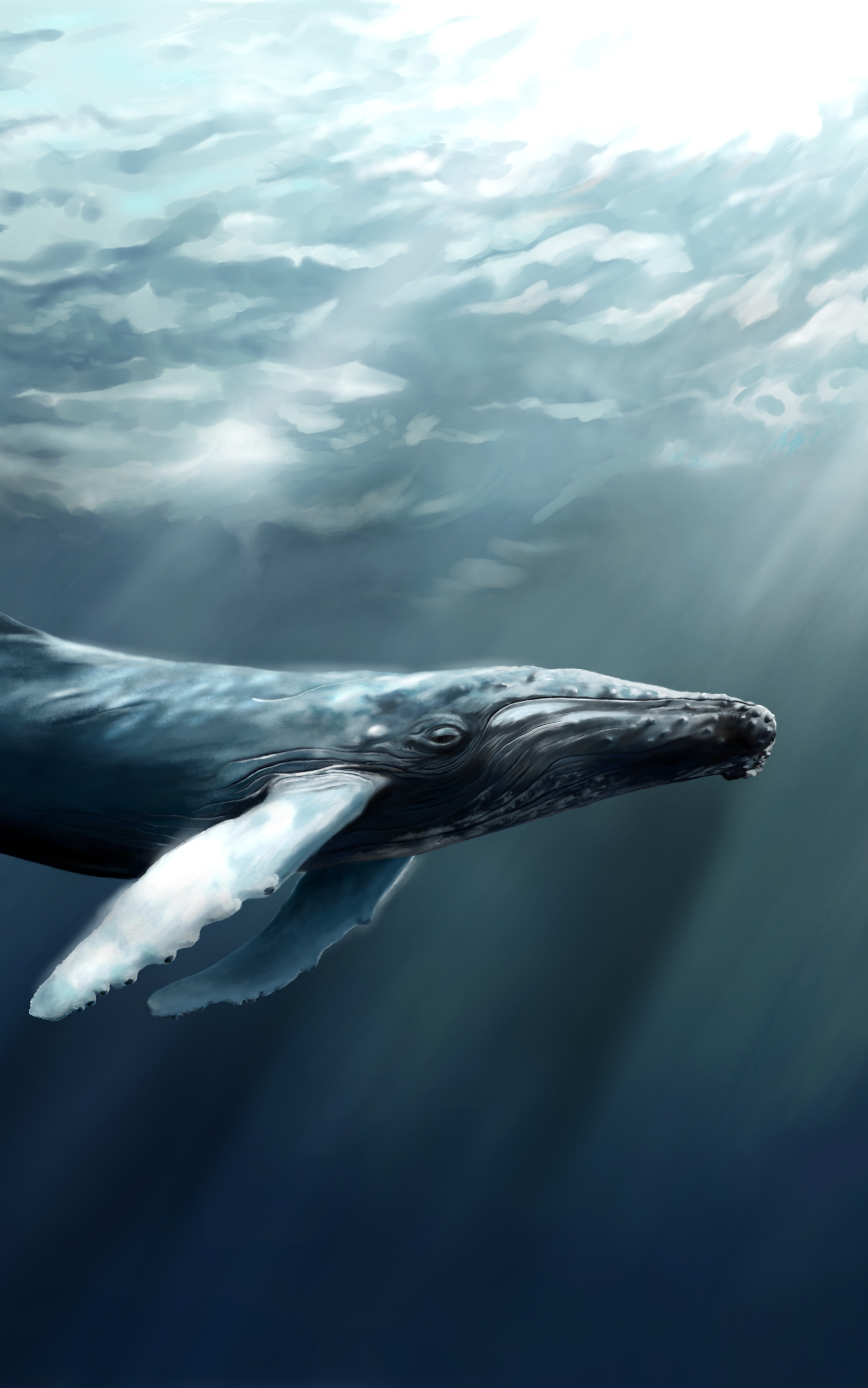 1414523 скачать обои животные, кит, горбатый кит - заставки и картинки бесплатно