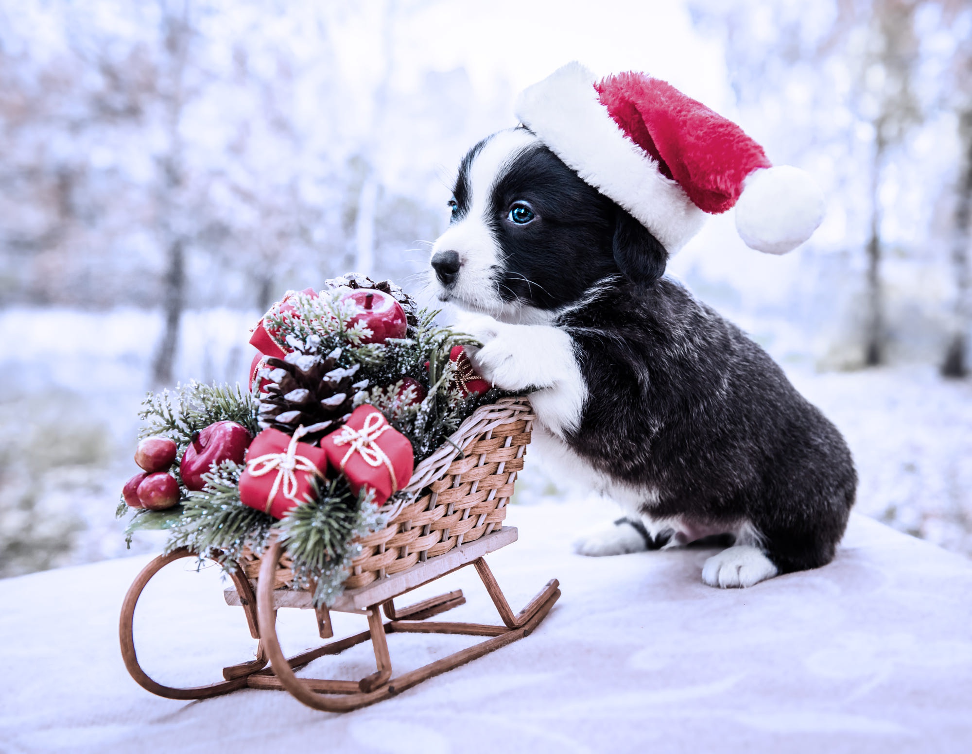 Laden Sie das Tiere, Hunde, Hund, Welpen, Tierbaby, Weihnachtsmütze-Bild kostenlos auf Ihren PC-Desktop herunter