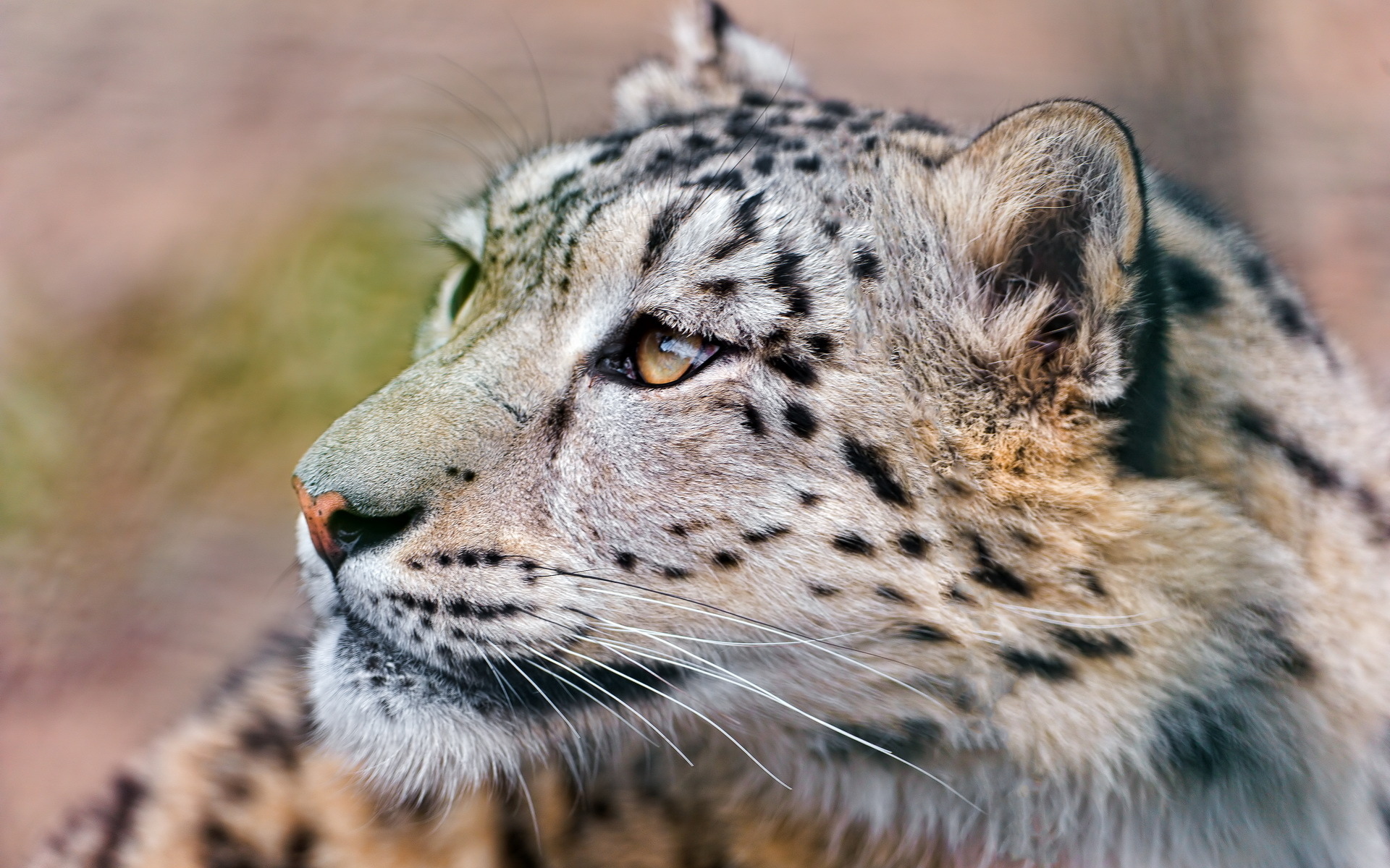 Baixar papel de parede para celular de Leopardo Das Neves, Gatos, Animais gratuito.