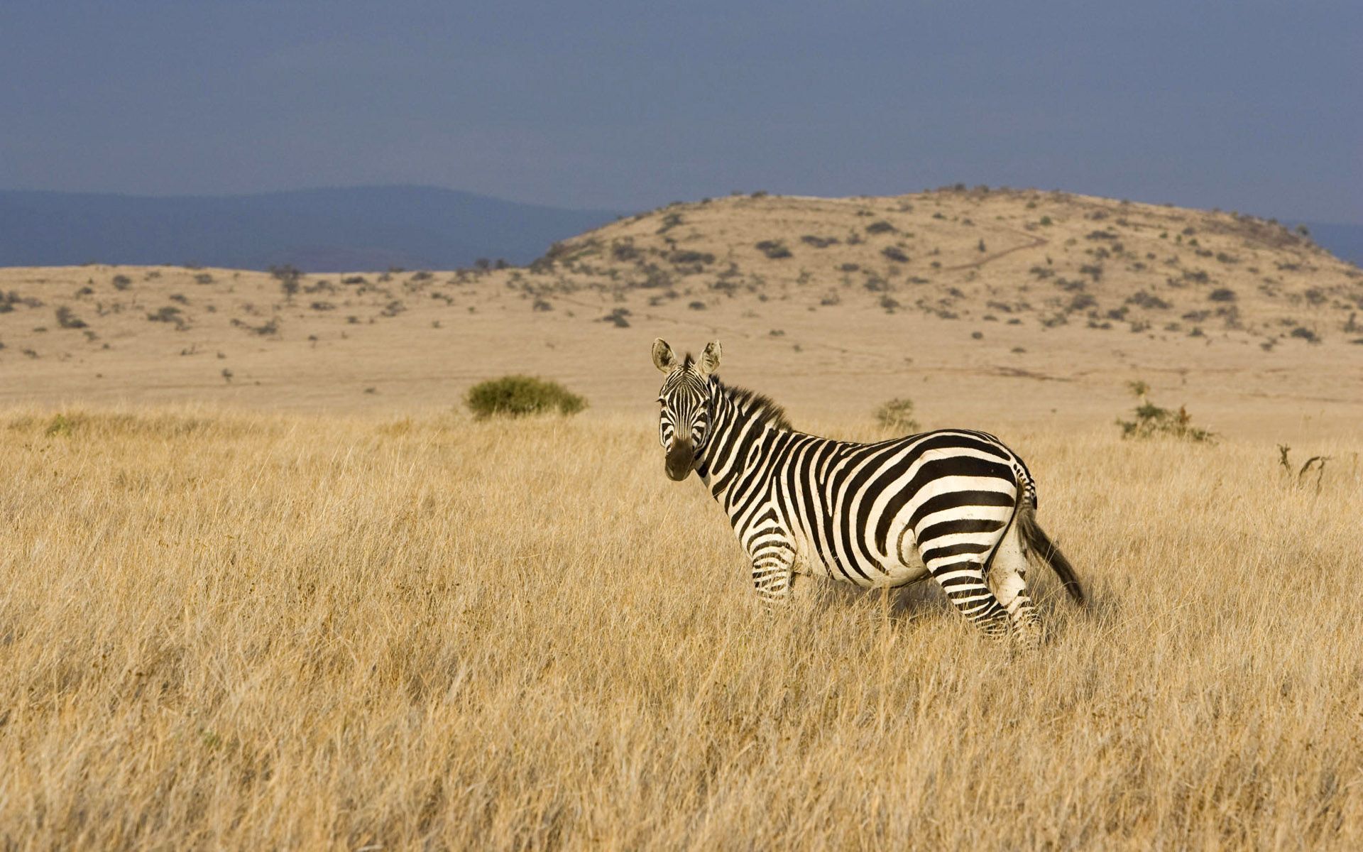 animals, grass, zebra, striped, valley, steppe, climb
