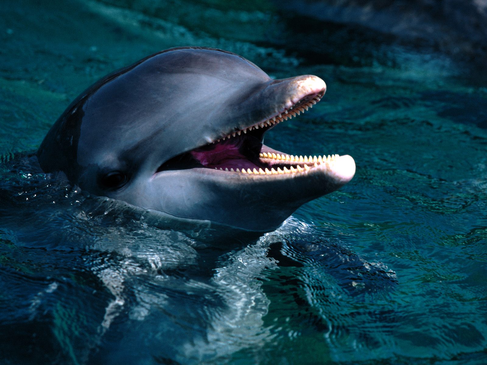 Скачати мобільні шпалери Дельфін, Тварина безкоштовно.