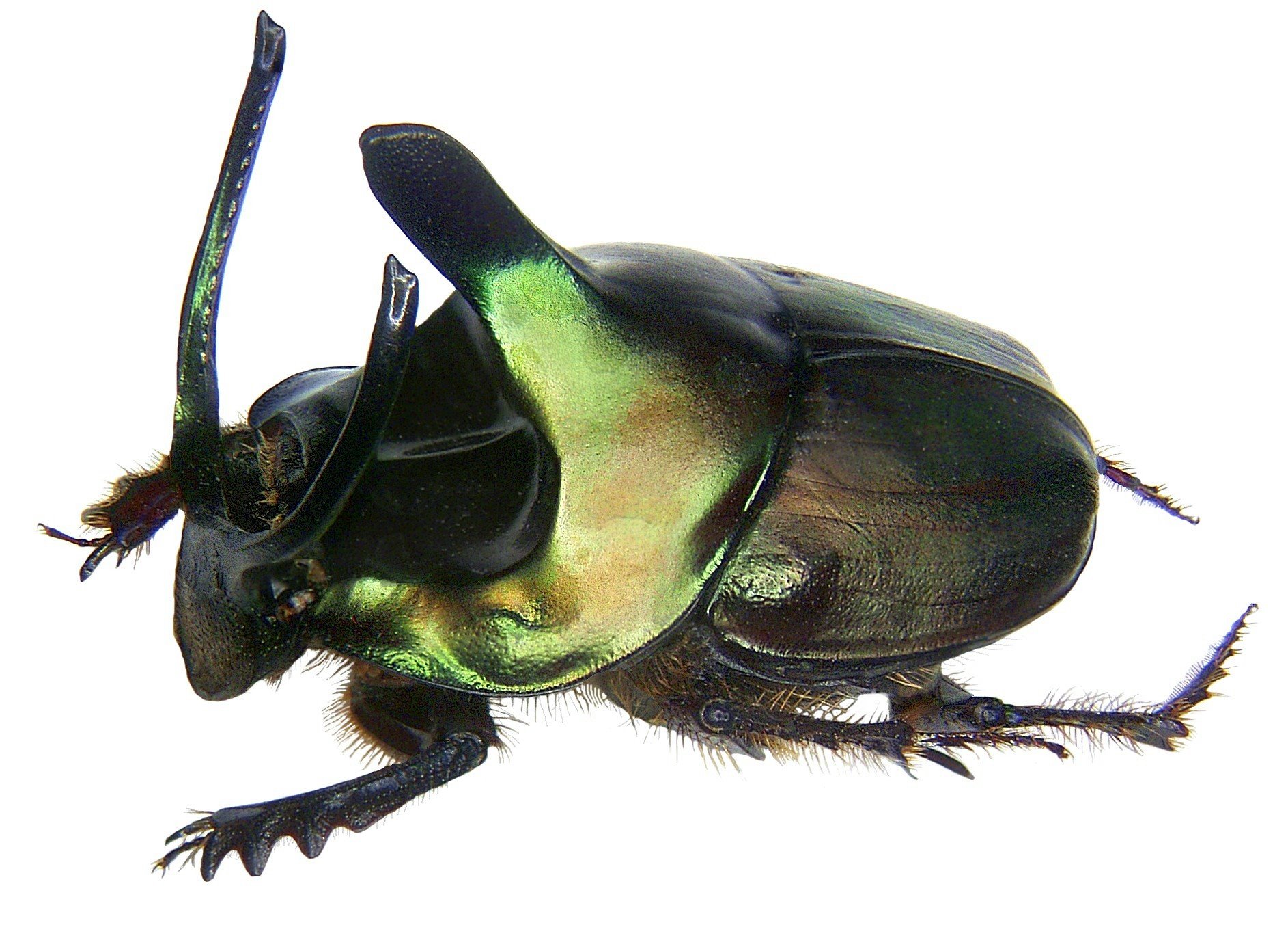 Free download wallpaper Animal, Beetle on your PC desktop
