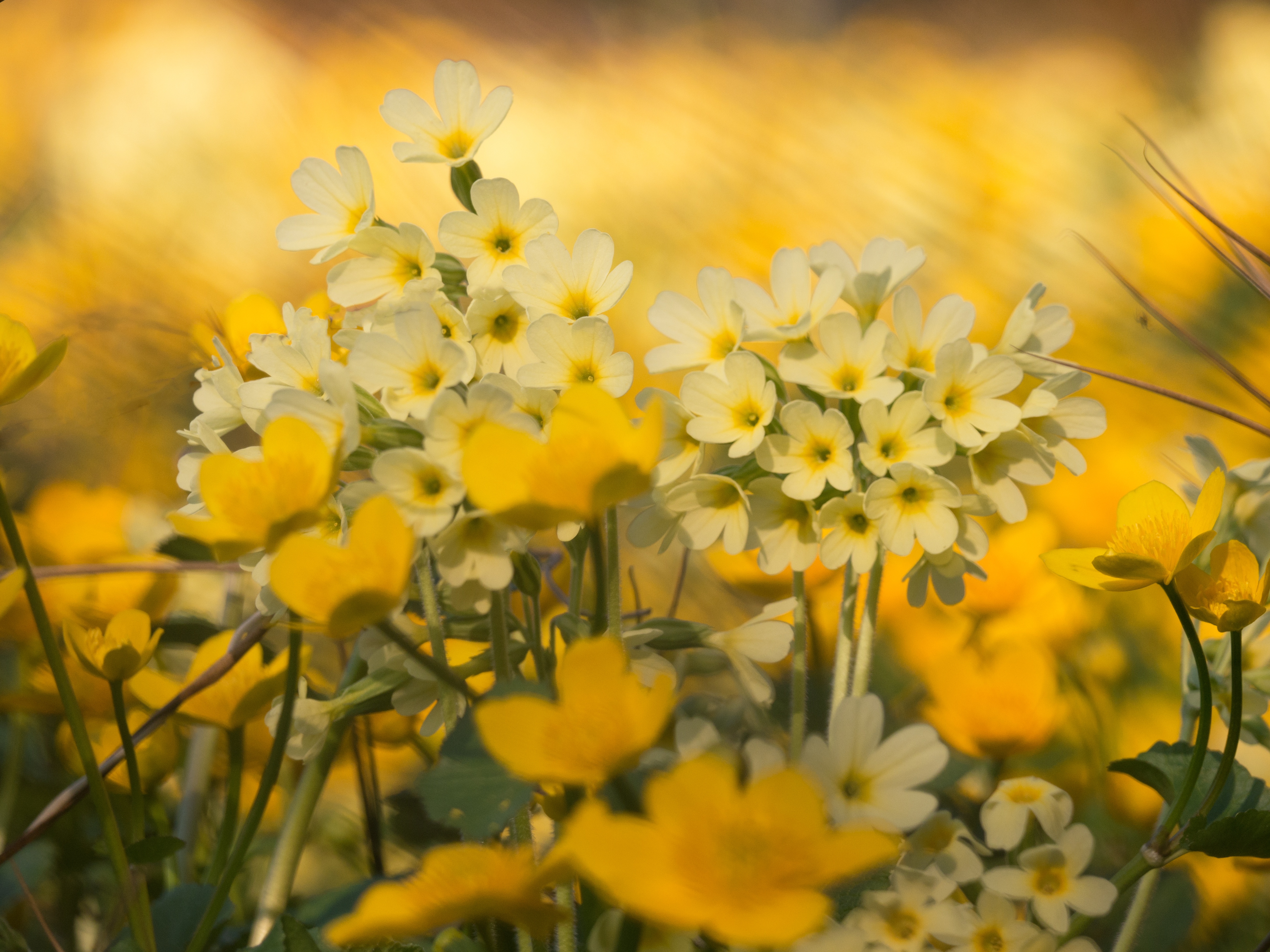 Téléchargez gratuitement l'image Fleurs, Fleur, Macro, Fleur Jaune, Fleur Blanche, La Nature, Terre/nature sur le bureau de votre PC