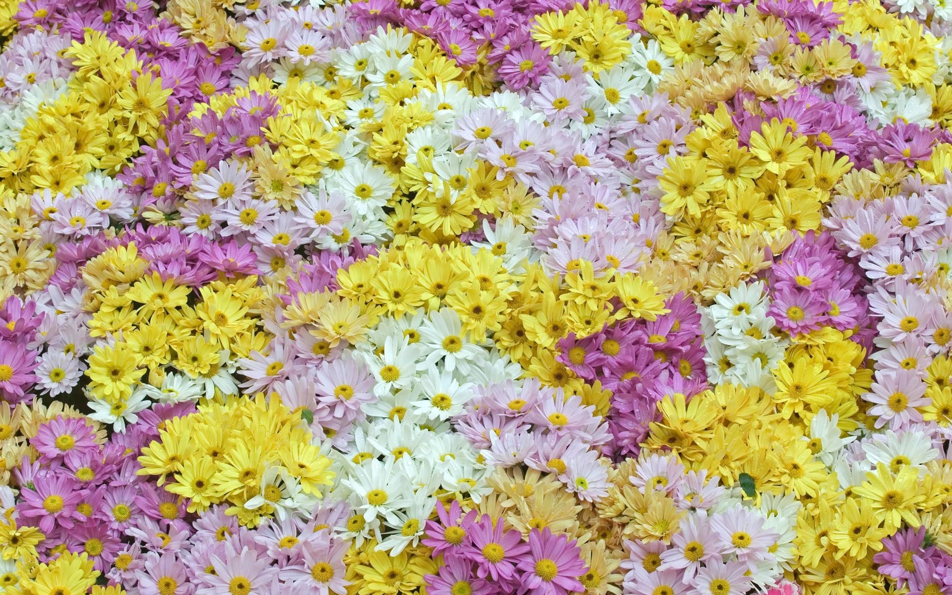 Handy-Wallpaper Pflanzen, Blumen, Hintergrund kostenlos herunterladen.