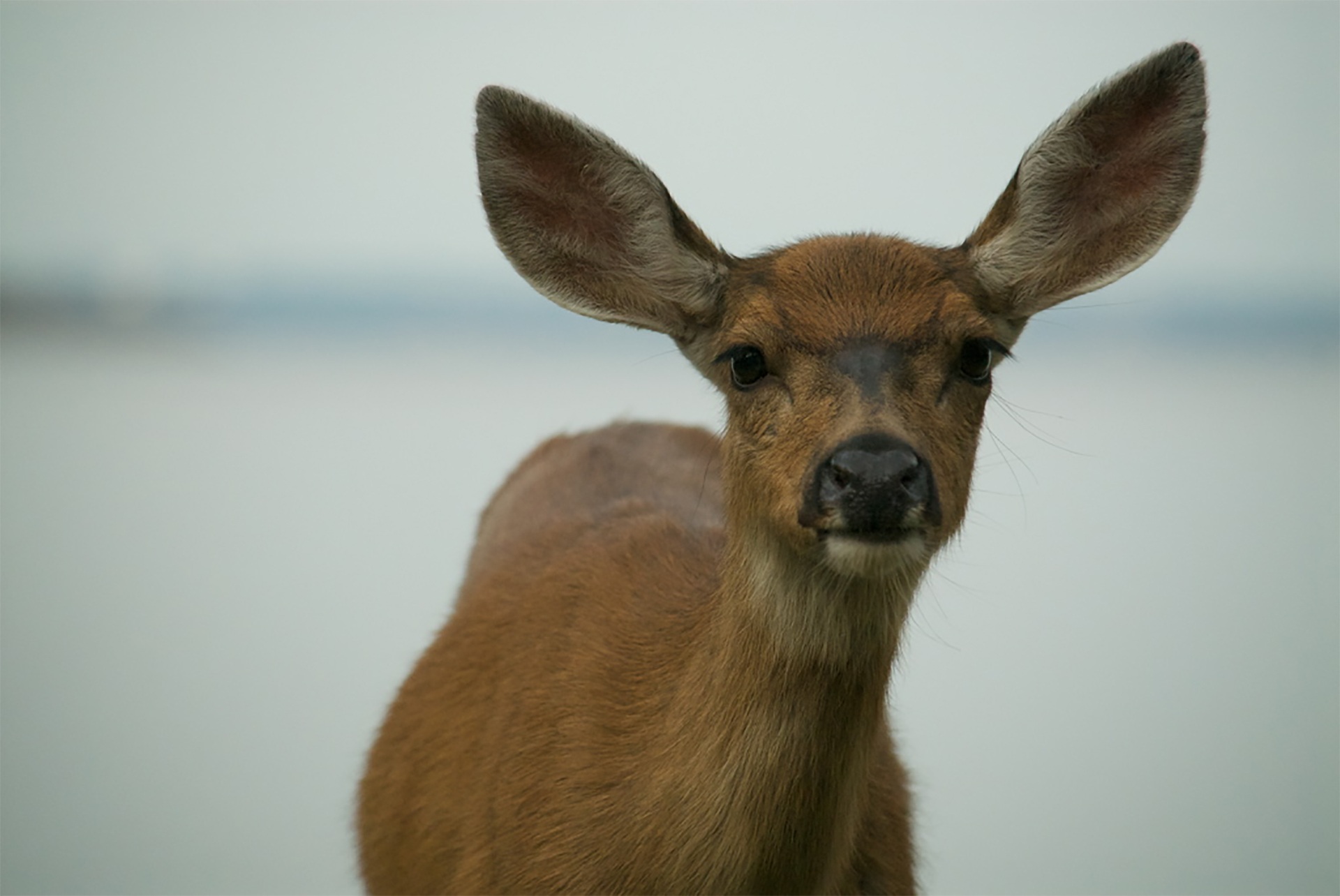 PC Wallpapers animals, muzzle, ears, deer