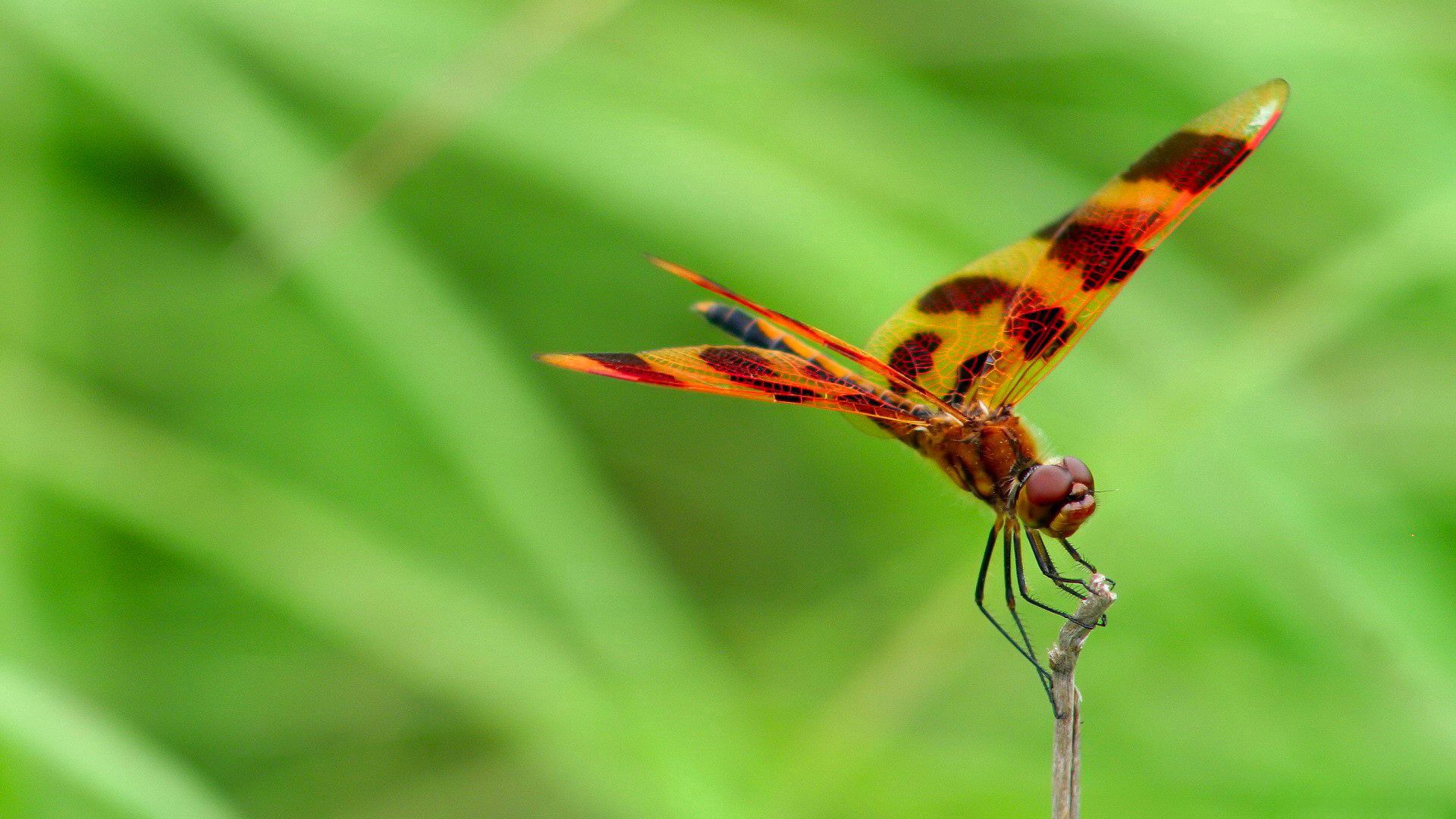 Laden Sie das Unschärfe, Glatt, Insekt, Makro, Libelle-Bild kostenlos auf Ihren PC-Desktop herunter