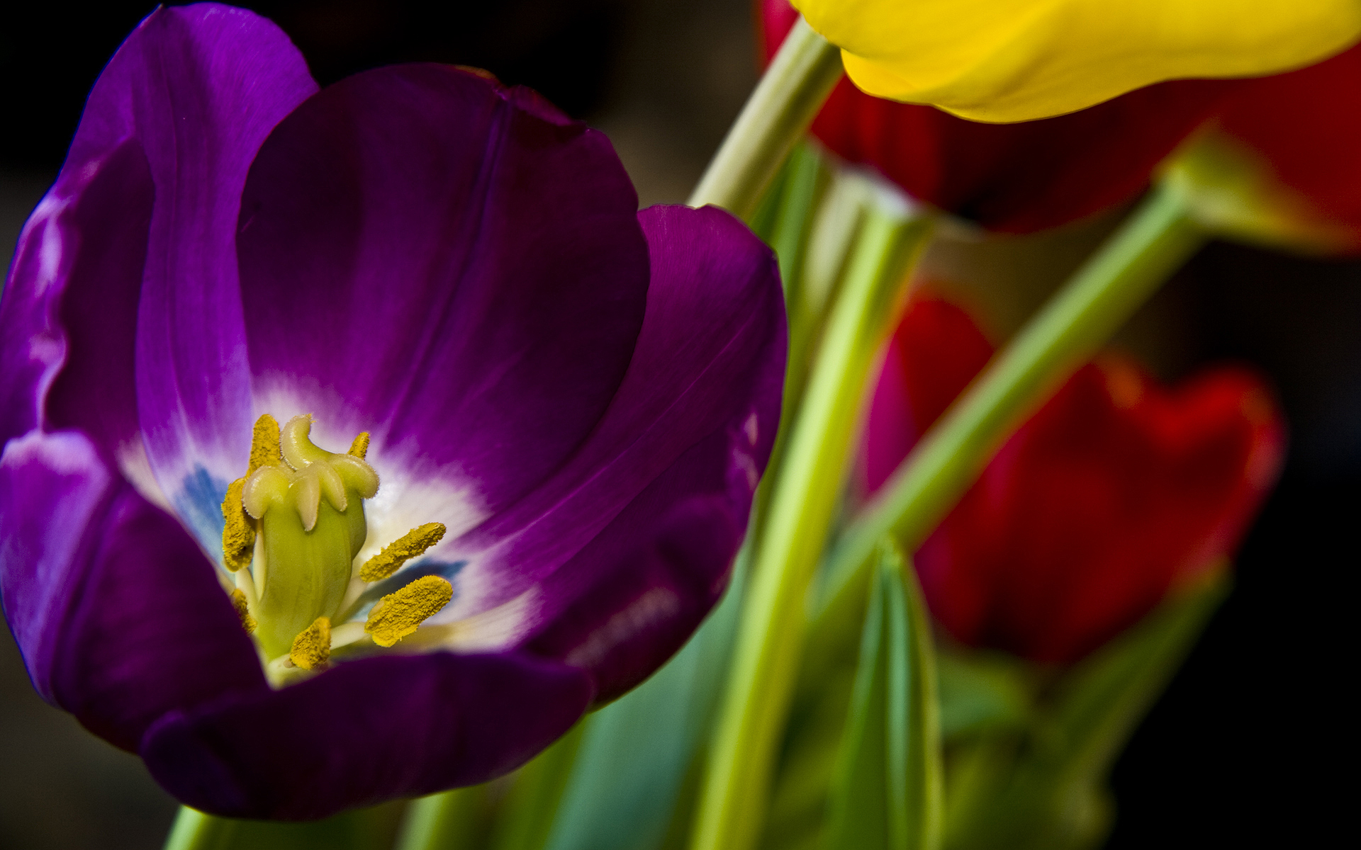 Download mobile wallpaper Purple Flower, Tulip, Flowers, Flower, Earth for free.