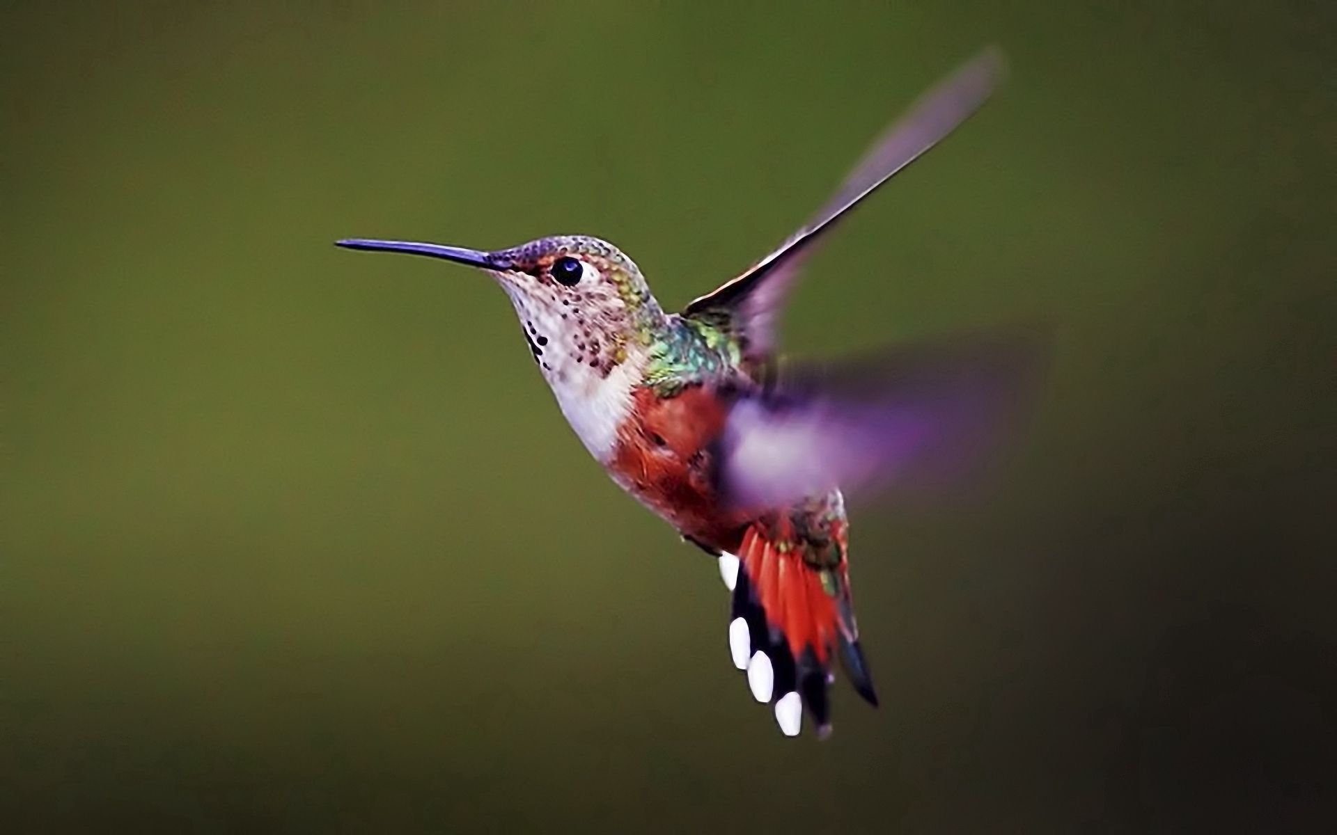 125672 descargar fondo de pantalla colibríes, barrer, animales, fondo, pájaro, alas, ola: protectores de pantalla e imágenes gratis