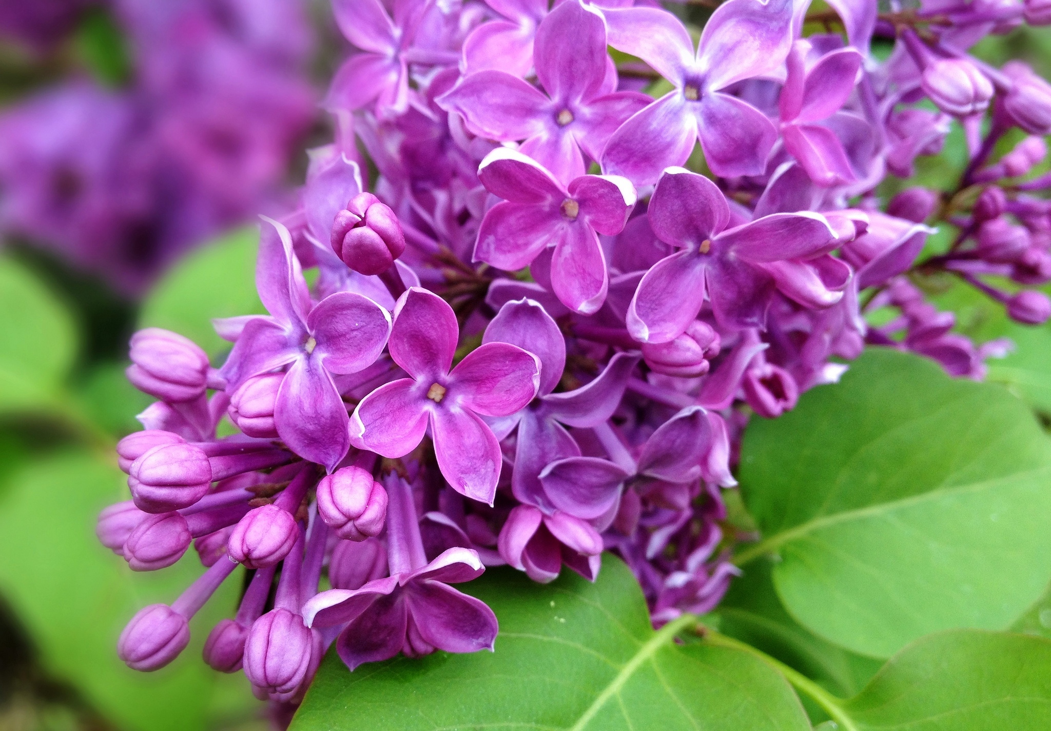 Baixe gratuitamente a imagem Flores, Floração, Terra/natureza na área de trabalho do seu PC