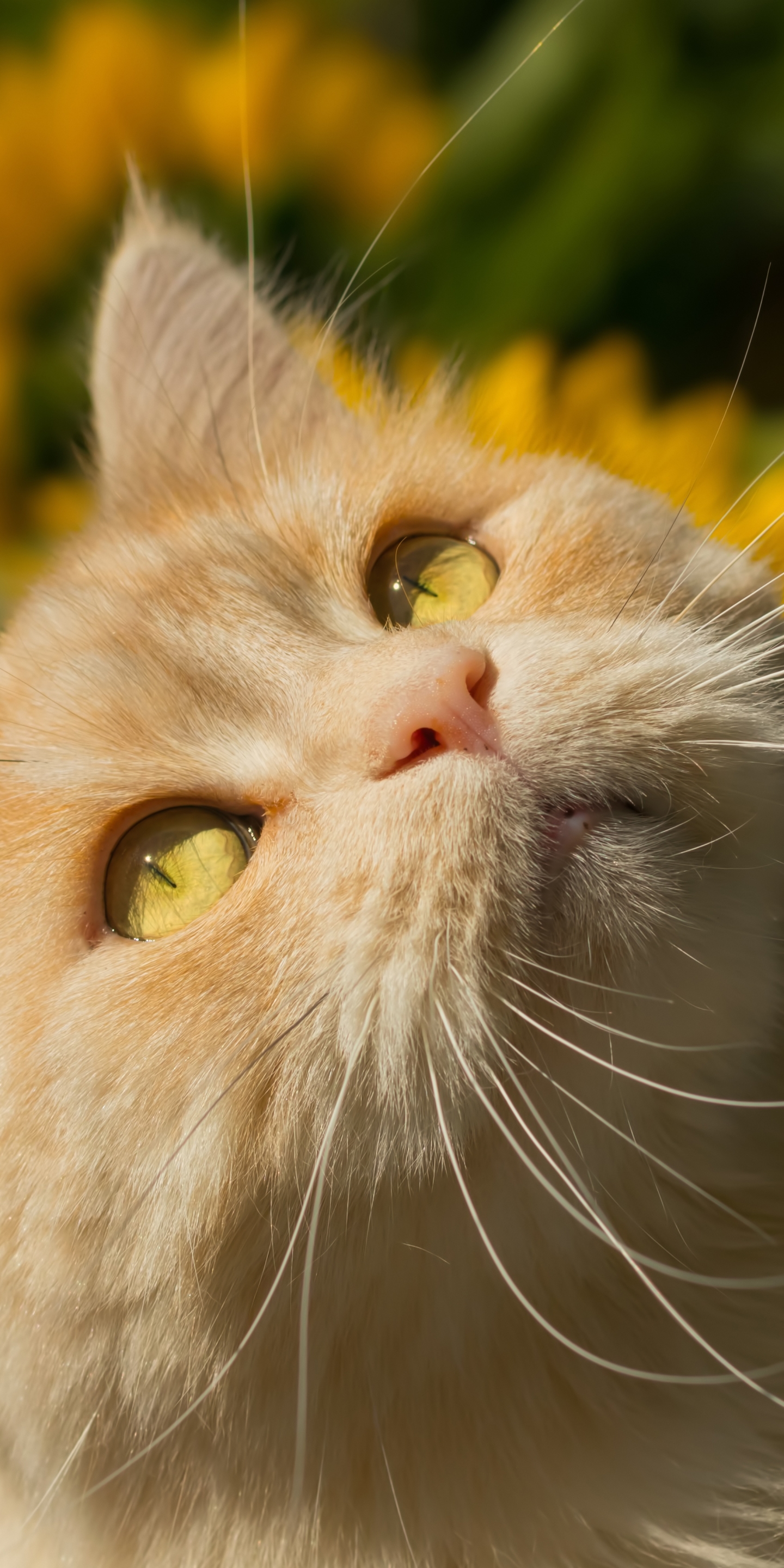 Téléchargez gratuitement l'image Animaux, Chats, Chat sur le bureau de votre PC