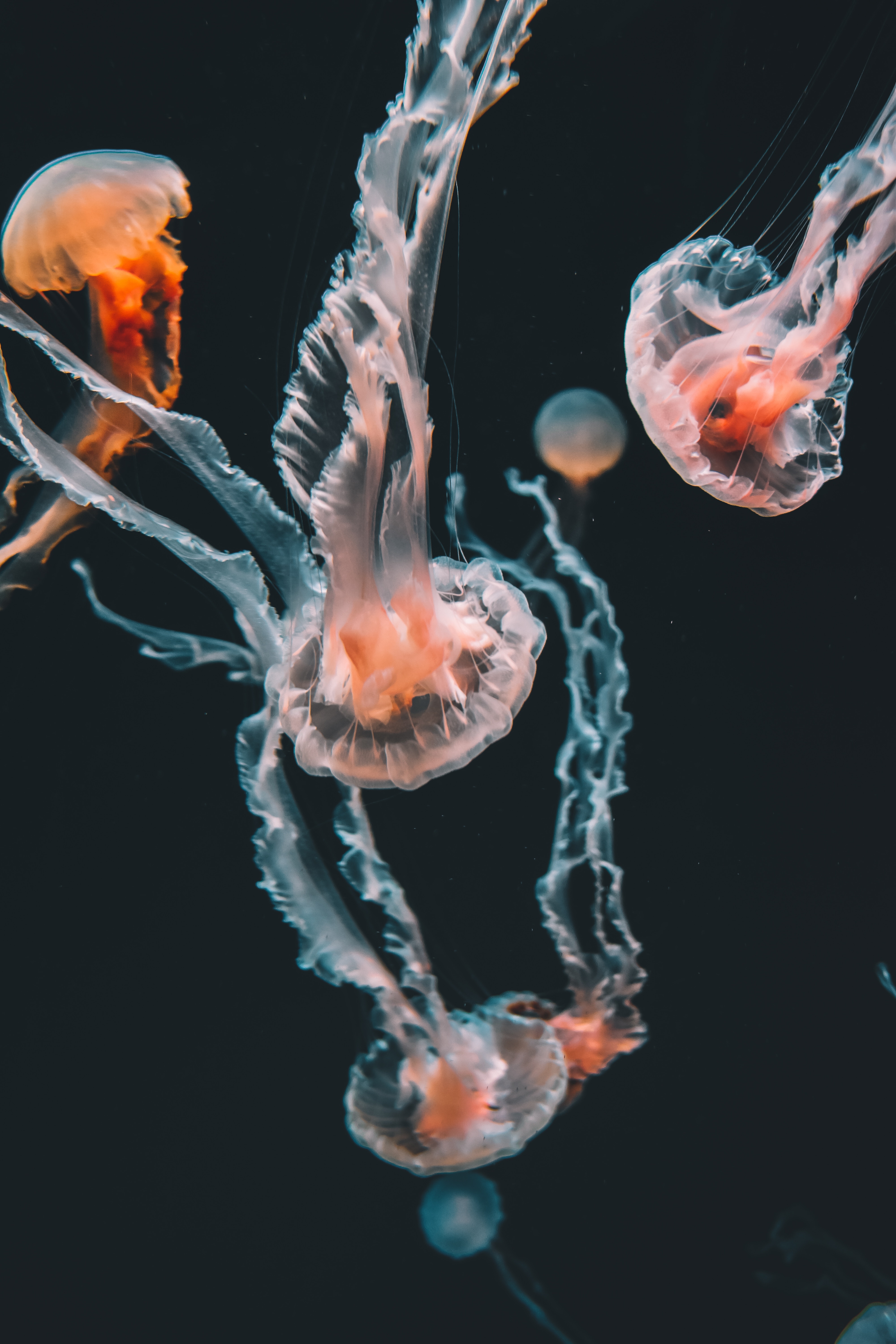 Laden Sie das Jellyfish, Schwimmen, Die Tentakel, Tentakel, Tiere, Aquarium, Unterwasserwelt-Bild kostenlos auf Ihren PC-Desktop herunter