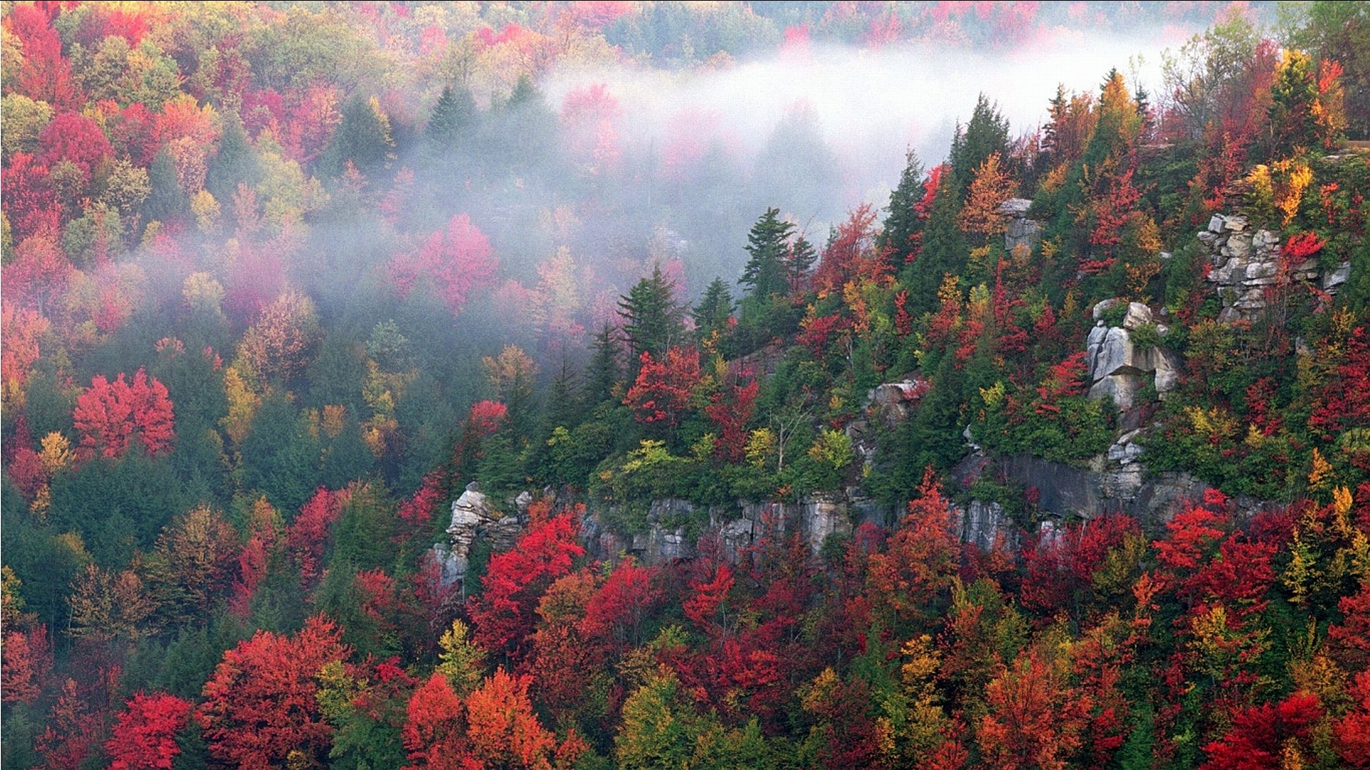 Baixar papel de parede para celular de Floresta, Outono, Neblina, Árvore, Terra/natureza gratuito.
