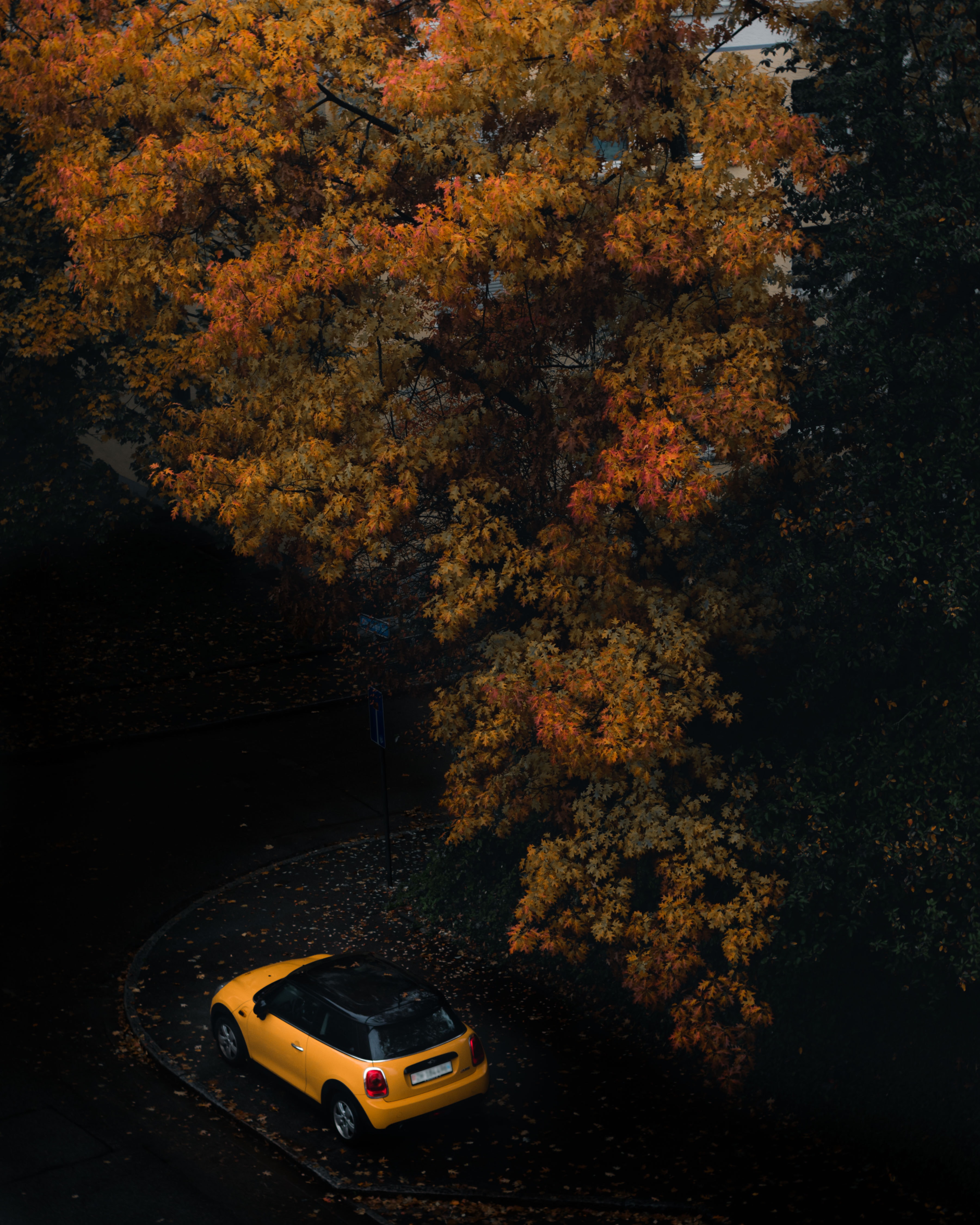 Скачать картинку Тачки (Cars), Дерево, Автомобиль, Желтый, Осень в телефон бесплатно.