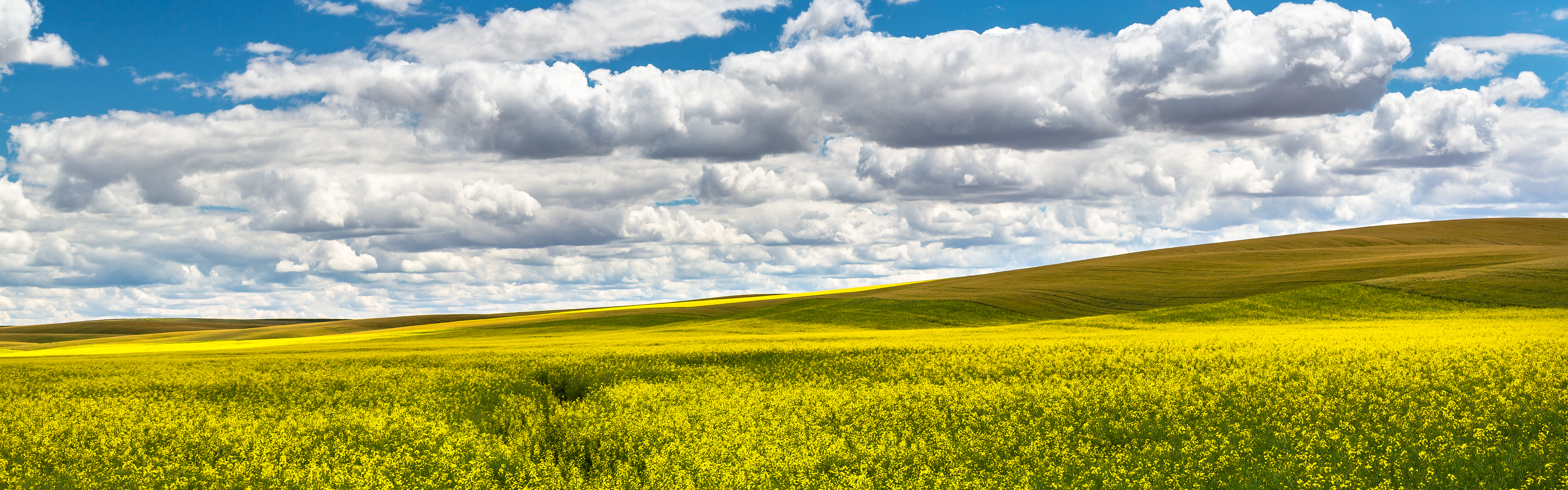 Download mobile wallpaper Earth, Canola for free.
